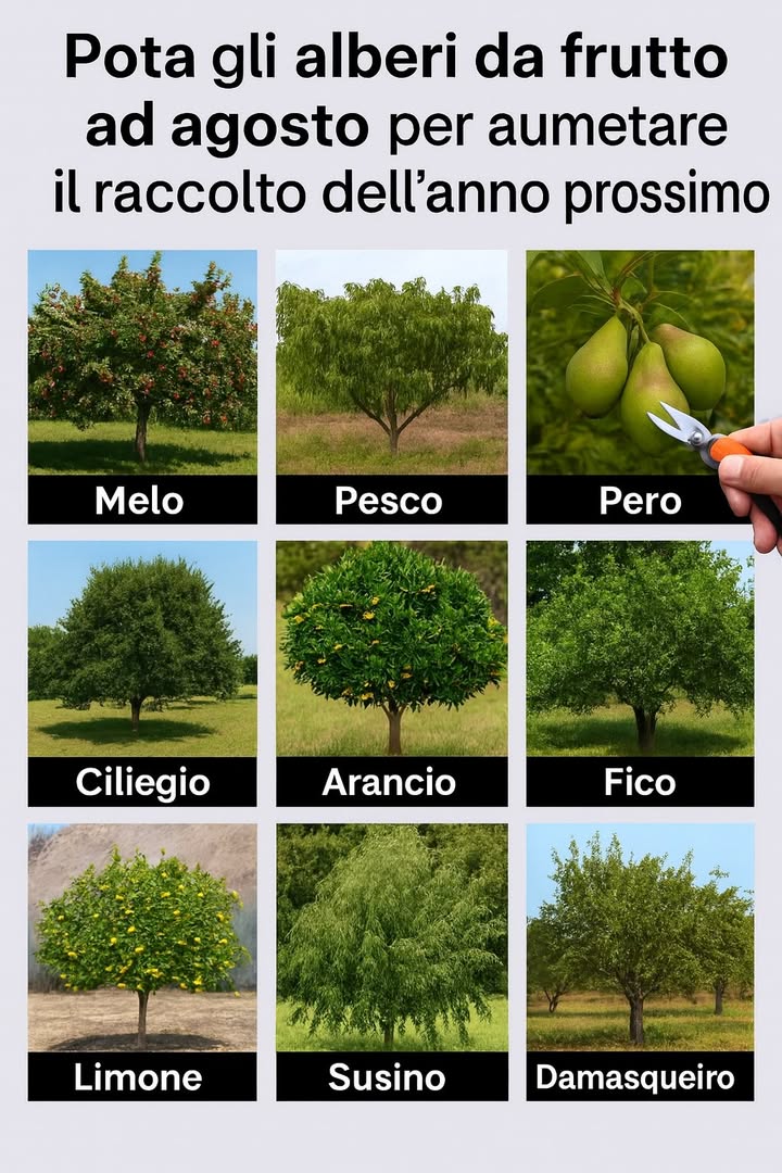 Come Potare gli Alberi da Frutta ad Agosto: Guida Completa

Agosto è il momento ideale per potare gli alberi da frutta nelle regioni dal clima temperato-mediterraneo. Questo intervento leggero, fatto a metà estate, offre risultati sorprendenti nella resa della stagione successiva e aiuta a mantenere le piante sane e ben formate.

Vedere tutti i dettagli nel primo commento.