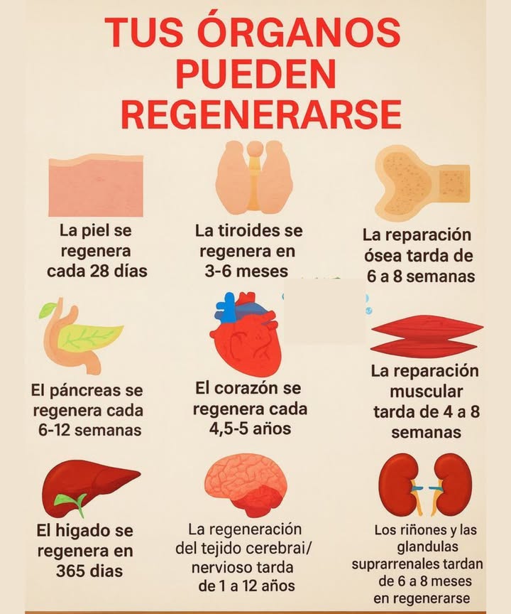 tus organos pueden regenerarse