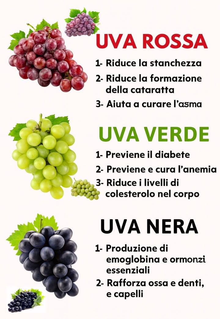 Benefici dellUva: Rossa, Verde e Nera 

1 Uva Rossa 
Un concentrato di antiossidanti e vitamine che dona energia immediata. Aiuta a combattere la stanchezza e protegge la vista riducendo il rischio di cataratta. È anche utile per le vie respiratorie, soprattutto in caso di asma. Confessalo: quante volte pensi di mangiarne solo un acino e ti ritrovi con il grappolo finito? 

2 Uva Verde 
Leggera e rinfrescante, è lo snack perfetto per chi cerca salute e gusto. Contribuisce a regolare la glicemia, diventando un alleato nella prevenzione del diabete. Grazie a ferro e vitamine combatte lanemia e, in più, riduce il colesterolo proteggendo cuore e arterie.

3 Uva Nera 
È la più ricca di polifenoli, potenti difensori contro linvecchiamento. Favorisce la produzione di emoglobina e mantiene lequilibrio ormonale. Inoltre, rinforza ossa, denti e capelli grazie al suo contenuto di minerali essenziali.

 Conclusione
Rossa, verde o nera, ogni varietà di uva porta con sé un bagaglio di benefici unici. Aggiungerla alla dieta significa prendersi cura del corpo e della mente e ammettiamolo, è talmente buona che fermarsi a pochi acini è praticamente impossibile!