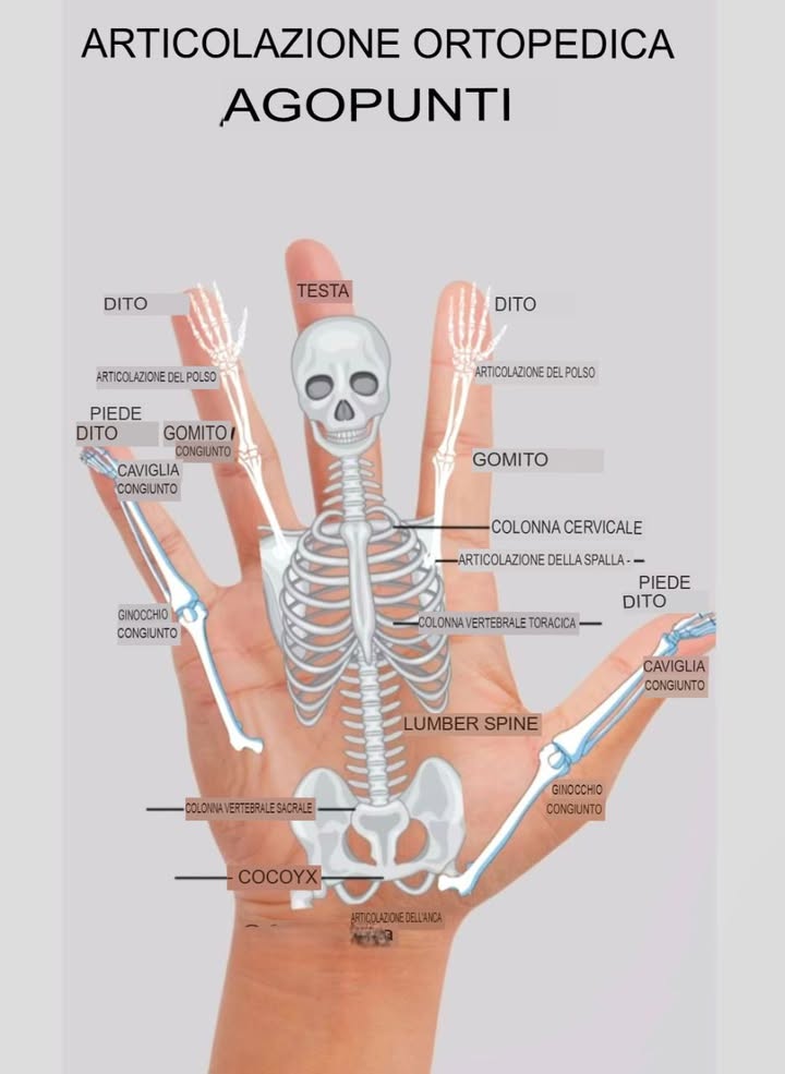 I Punti di Agopuntura Ortopedici sulle Articolazioni: Un Approccio Innovativo alla Salute

Limmagine rappresenta una mano umana con sovrapposti gli scheletri e le articolazioni principali del corpo, evidenziando i cosiddetti “punti di agopuntura ortopedici”. Questi punti corrispondono alle principali articolazioni e parti della colonna vertebrale, disposte in modo schematico sulla mano, suggerendo una mappa riflessologica per il trattamento dei disturbi articolari e muscolari.

Nella tradizione della medicina cinese e dellagopuntura, si crede che il corpo sia interconnesso attraverso canali energetici, e stimolando specifici punti si possa alleviare il dolore o migliorare la funzionalità delle aree corrispondenti. In questo contesto, la mano diventa una sorta di miniatura del corpo intero, dove le dita rappresentano le articolazioni delle dita e delle mani, mentre il palmo simboleggia la colonna vertebrale, il bacino e le articolazioni maggiori come spalle, gomiti, ginocchia e caviglie.

Nellimmagine sono indicati i seguenti punti:
Maggiori informazioni nel primo commento.