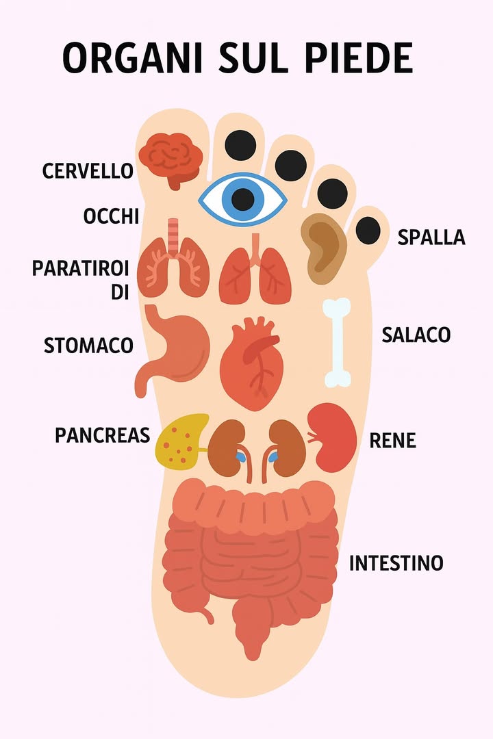 Reflexologia Podal: La Guida Completa per Dormire Meglio, Ridurre lo Stress e Ritrovare lEquilibrio Naturale
Scopri come una semplice pressione sui piedi può trasformare il tuo corpo, mente e benessere. Se stai cercando un metodo naturale per favorire il sonno, alleviare ansia o bilanciare gli ormoni, la riflessologia podal è un alleato sorprendente.

Se ti interessano anche i rimedi naturali per dormire meglio, dai unocchiata ai nostri articoli su piante che aiutano a dormire meglio e autocura con erbe aromatiche per approfondimenti sul tema benessere olistico.

Che cosè la riflessologia podal? Origine e principi
La riflessologia plantare o podal è una tecnica millenaria nata in Asia: parte dalla medicina tradizionale cinese e indiana, è basata sulla correlazione tra zone riflessogene dei piedi e organi interni. Applicando pressione mirata su specifici punti della pianta, si stimolano i nervi che inviano segnali di equilibrio al corpo. Con oltre 7.000 terminazioni nervose in ogni piede, questa pressione può favorire processi di rilassamento profondo.

Benefici principali della riflessologia podal
Tra i vantaggi più apprezzati figurano:

Riduzione dello stress e ansia grazie allattivazione del sistema nervoso parasimpatico

Miglioramento del sonno naturale, grazie allinfluenza sulla melatonina e il ritmo biologico

Alleviamento di dolori cronici: cefalee, mal di schiena, crampi mestruali

Stimolo della circolazione sanguigna e linfatica, riducendo ritenzione e gonfiori

Supporto al sistema immunitario, favorendo il funzionamento organico

Equilibrio ormonale, utile in casi di menopausa o sindrome premestruale
Maggiori informazioni nel primo commento.