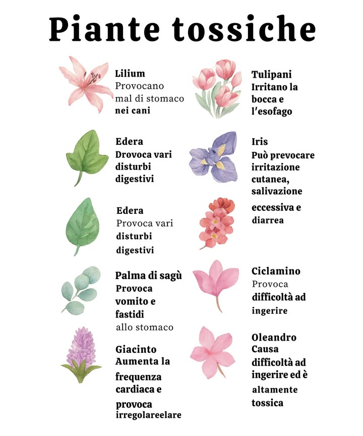 Le piante tossiche più comuni in casa

 Gigli: causano mal di stomaco nei cani.
 Tulipani: irritano la bocca e lesofago.
 Edera: causa disturbi digestivi.
 Iris: causa irritazione cutanea e diarrea.
 Eucalipto: può causare vomito o convulsioni.
 Begonia: rende difficile la deglutizione.
 Palma da sago: causa mal di stomaco.
 Ciclamino: causa difficoltà a deglutire.
 Giacinto: altera la frequenza cardiaca e la respirazione.
 Oleandro: altamente tossico, può causare gravi problemi.

 Tenere queste piante fuori dalla portata di bambini e animali domestici