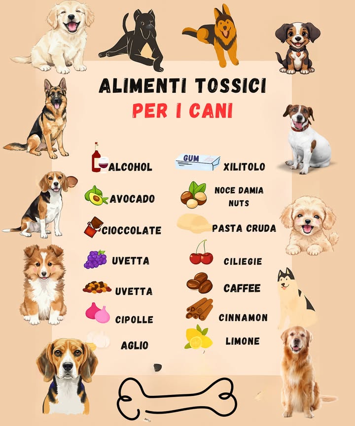 Alimenti Tossici per i Cani 

1 Limmagine mostra una selezione di alimenti comuni che possono nuocere alla salute dei cani.
2 Alcol, cioccolato, caffè, uva e uvetta possono danneggiare fegato e reni.
3 Cipolla e aglio compromettono i globuli rossi e possono causare anemia.
4 Altri cibi rischiosi includono avocado, pasta cruda, noci di macadamia e xilitolo, un dolcificante spesso presente nei chewing gum.
5 Anche piccole quantità di questi alimenti possono risultare pericolose.

Tenere questi cibi lontani dai cani aiuta a prevenire intossicazioni e garantisce una vita più sana e sicura ai nostri amici a quattro zampe.