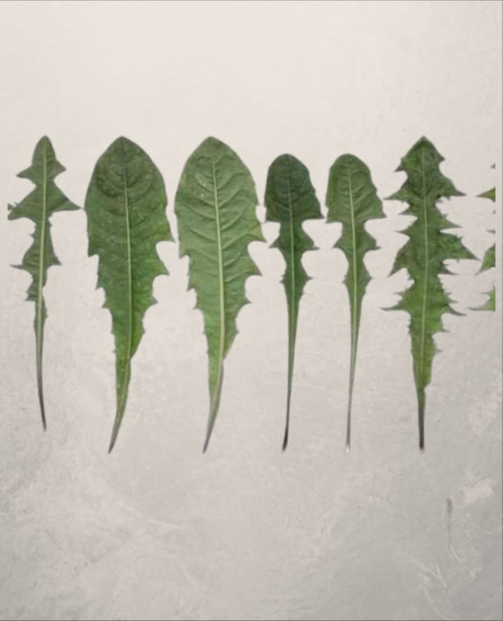 Ora è chiaro perché la Monsanto ha dichiarato guerra al tarassaco…
Solo una foglia di questa pianta, presente in ogni giardino, può salvarti la vita in un minuto, ma solo pochi sanno come usarla correttamente!
溺 Studi recenti dimostrano che la radice di tarassaco è citotossica contro tre tipi di cellule leucemiche umane, eliminandone fino al 96% in sole 48 ore!
Il tè di tarassaco agisce rompendo le cellule tumorali e stimolando la crescita di cellule sane.
 Il dottor Hamm e i suoi studenti hanno condotto una ricerca: hanno prelevato cellule del sangue da 9 pazienti, applicato lestratto di radice e osservato che in sole 24 ore le cellule tumorali erano distrutte.
 La natura ci offre rimedi potenti… il tarassaco ne è la prova!
 Altri benefici straordinari del tarassaco foglie e radice:
喝 Anemia:
Ricco di ferro, vitamine del gruppo B e proteine utili alla formazione dei globuli rossi.
領 Ossa forti:
Contiene calcio e antiossidanti come vitamina C e luteolina, proteggendo le ossa dai danni delletà.
 Diabete:
Il succo di tarassaco stimola il pancreas a produrre insulina naturalmente.
 Vie urinarie:
Previene infezioni urinarie, disturbi renali e cistiti.
 Depurazione del fegato:
Favorisce il flusso biliare e aiuta la digestione. La vitamina C riduce linfiammazione.
 Aiuto digestivo:
Stimola lappetito, equilibra i batteri intestinali e favorisce la digestione.
林 Cura della pelle:
Il succo di tarassaco, alcalino e disinfettante, combatte infezioni cutanee eczema, herpes, funghi, prurito…