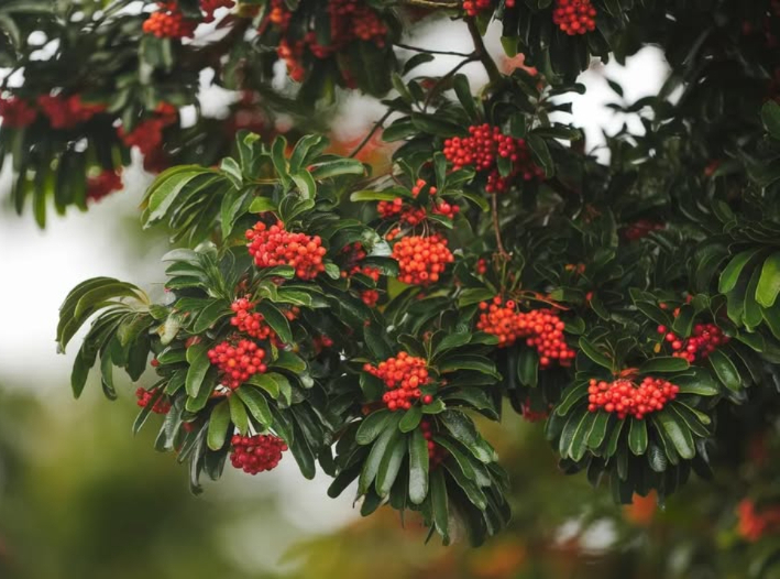 PLANTEMOS UN PEUMO He aquí la especie que salvará al planeta.. El peumo es la especie más necesaria, urgente y visionaria que existe en nuestro hogar llamado tierra.. El peumo es consumidor del tóxico dióxido de carbono. El peumo libera mucha humedad atmósferica cuando están las temperaturas altas. El peumo es muy medicinal y frutal. El peumo se puede plantar en calles, casas y sus raices no se expanden, con esto no probocan gastos innecesarios a la comunidad y menos a la municipalidad.. El peumo es repelente natural para la mosca y el zancudo. El peumo no requiere de mucho recurso hídrico. El peumo en su estado adulto es el equivalente a 10 aires acondicionados. El peumo atrae diversidad de aves. El peumo alimenta al insecto más importante que es la abeja.. El peumo lidera en la lista a nivel mundial como el apropiado y el que ayudará a mermar el calentamiento global. El peumo NO es alérgico. El peumo solo existe en Chile y ya lo ven con tremendos ojos los Americanos y chinos . El peumo merma la contaminación acustiva. El peumo embellece una ciudad. El peumo es muy aromático..