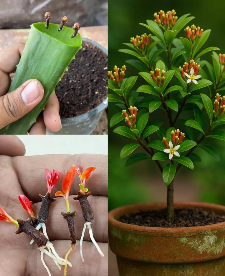 Un modo unico per coltivare la pianta di chiodi di garofano in casa  Consigli e trucchi per coltivare i chiodi di garofano
 Semi  freschi, gonfi, integri
 Ammollo  24h in acqua tiepida
華 Vasi  terriccio drenante, lascia spazio
 Semina  23 cm profondità, 1 seme per vaso
 Copertura  pellicola per calore e umidità
 Germinazione  terriccio umido, luce indiretta, settimane

 Trapianto  in vasi grandi con terriccio ricco
 Concime  organico o lento rilascio

 Clima  caldo-umido 1532C, mezzombra
 Annaffiatura  terreno umido, non inzuppato
 Umidità  nebulizzazioni o umidificatore
 Potatura  stimola crescita folta
 Raccolta  dopo anni, raccogli chiodi rosati/rossi e seccali allombra