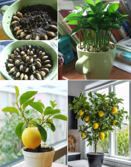 Pianta un Limone in una Tazza 
Perché il limone?
Il limone non è solo un ottimo frutto ricco di vitamine del gruppo B B1, B2, B3 e B6, vitamina C e P, ma è anche un eccellente disinfettante che elimina batteri e funghi, e un deodorante efficace contro odori come umidità e pesce.
Come piantare il limone in una tazza?
1. Preleva i semi da circa 5-10 limoni, assicurandoti che siano interi e non tagliati. Mettili in un bicchiere dacqua pulita per idratarli.
2. Dopo qualche giorno, osserva quali semi affondano sul fondo del bicchiere; quelli che affondano sono quelli buoni da utilizzare.
3. Scolare i semi e asciugarli con un tovagliolo di carta per rimuovere leccesso dacqua.
4. Svuota lacqua dal bicchiere e riempi con terra nera leggermente umida, senza eccedere con lacqua.
5. Disponi i semi in modo circolare sulla superficie della terra, coprendo la maggior parte della superficie.
6. Copri leggermente con uno strato sottile di terriccio.
7. Dopo 9-15 giorni, le prime piantine cominceranno a spuntare. In questo periodo, irriga con una bottiglia spray ogni mattina e, se possibile, anche la sera.
8. Quando le piantine crescono e si infittiscono, trapiantale singolarmente in vasi più grandi. Il loro crescimento è lento; impiegheranno circa 6-7 mesi per raggiungere fino a un metro e mezzo di altezza, perfetto per linterno della casa!