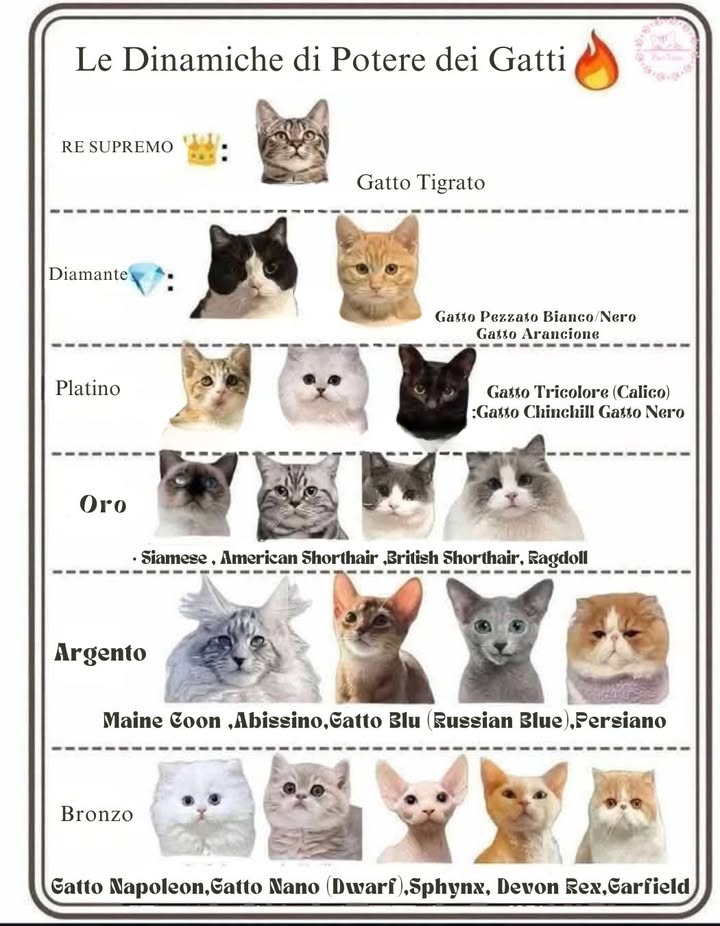 Las Dinámicas Felinas: Razas y Personalidades de los Gatos 

Los gatos tienen estilos, temperamentos y apariencias muy distintas. Aunque esta tabla es humorística, refleja la enorme diversidad del mundo felino.

 Gatos Atigrados Tabby
Son los más comunes y versátiles. Su pelaje a rayas es resultado de un patrón genético ancestral que les da camuflaje y resistencia.

 Gatos Bicolor y Naranja

Bicolor blanco/negro: Tienen un patrón único que combina elegancia y contraste.

Naranjas: Suelen ser amistosos y activos; el color se debe a un gen ligado al cromosoma X.

 Tricolor, Chinchilla y Negros

Calico/Tricolor: Casi siempre hembras; su patrón es fruto de la inactivación aleatoria de cromosomas X.

Chinchilla: Pelaje plateado con puntas negras, típico de persas refinados.

Negros: Asociados a supersticiones pero en realidad son gatos muy sociables y resistentes.

 Siamés, American Shorthair, British Shorthair, Ragdoll

Siamés: Elegante, vocal y muy sociable.

American y British Shorthair: Robustos, tranquilos y con pelaje denso.

Ragdoll: Se llama así porque se relaja como un muñeco al ser levantado.

賂 Maine Coon, Abisinio, Russian Blue, Persa

Maine Coon: Uno de los más grandes, con carácter dócil y manto resistente al frío.

Abisinio: Ágil, curioso y con pelaje ticked.

Russian Blue: Gris azulado, ojos verdes y temperamento calmado.

Persa: Elegante, de pelo largo, con carácter más pausado.

雷 Napoleón, Munchkin Nano, Sphynx, Devon Rex

Napoleón/Munchkin: Patas cortas y carácter juguetón.

Sphynx: Sin pelo, muy afectuoso y caluroso al tacto.

Devon Rex: Pelo corto, rizado y orejas grandes; muy activo.

 Dato Real:
Las razas no determinan estatus ni poder real, pero sí influyen en salud, cuidado y comportamiento. Cada gato es único, independientemente de su apariencia.