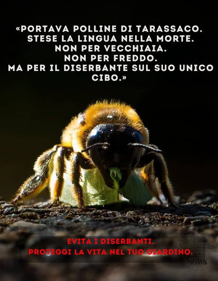 Una singola erbaccia per noi… è un pasto per loro.
Quando i fiori selvatici scompaiono, scompaiono anche le ali che trasportano la vita da un fiore allaltro.

Lasciamo crescere i denti di leone.
Le api erano qui prima di noi e senza di loro nientaltro sopravvivrebbe a lungo.