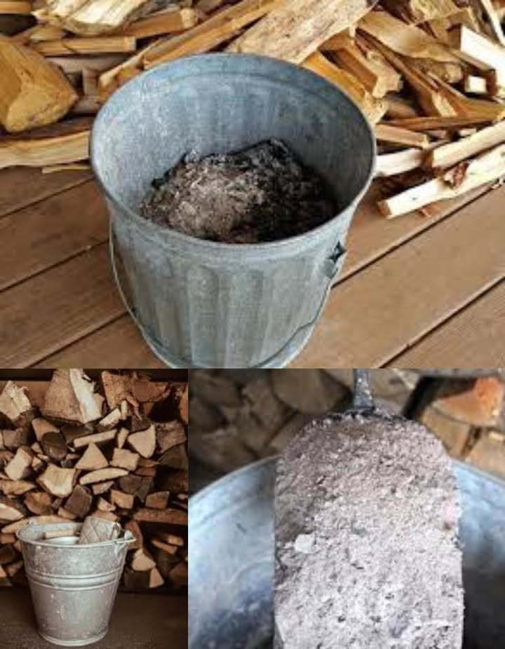 La cenere in fattoria è uno di quegli elementi che a prima vista sembrano inutili, ma che in realtà trovano molteplici impieghi preziosi.
Poiché il nostro unico riscaldamento è a legna  sia per la termocucina che per il boilerino  la produzione di cenere è costante durante tutto lanno, rendendola una risorsa naturale indispensabile.

La usiamo soprattutto spargendola sul terreno in diverse aree esterne, dove le galline amano fare il loro bagno di polvere per eliminare sporco e parassiti.
Nellorto la impieghiamo come fertilizzante naturale per alcune piante e come repellente contro lumache e insetti.
Nella compostiera la mescoliamo agli scarti vegetali, ottenendo nel tempo un terriccio più ricco e fertile.
Durante linverno, la distribuiamo lungo la stradina di casa soggetta al ghiaccio, poiché agisce come il sale, evitando scivolate.

I suoi utilizzi, però, non finiscono qui:
un tempo, con la lisciva di cenere, si lavavano lenzuola e capi di biancheria grazie al suo potere sgrassante e sbiancante, ed era impiegata anche per la pulizia di pavimenti e superfici.
Veniva inoltre usata come additivo naturale nei preparati edili, miscelata a malta e calce, o per lucidare pentole dacciaio con acqua e limone.

Una risorsa umile ma preziosa, completamente naturale, che permette di chiudere il cerchio della sostenibilità senza alcuno spreco.