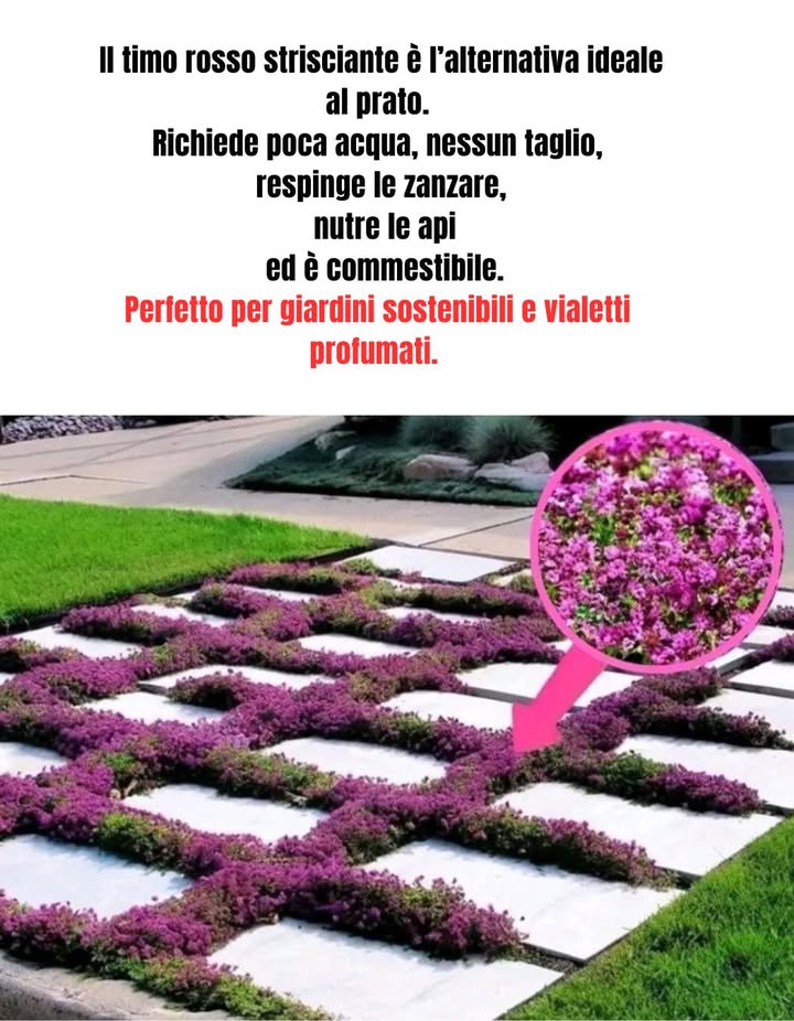 Timo Serpillo: lalternativa naturale al prato 

1 Manutenzione minima  non richiede tagli né annaffiature regolari, resta bello senza sforzo.

2 Resistente alla siccità  mantiene il verde anche sotto il sole più intenso.

3 Robusto e durevole  sopporta un calpestio moderato e si rigenera facilmente.

4 Decorativo e profumato  i suoi fiori violacei donano colore e un gradevole profumo al giardino.

5 Ecologico  senza concimi né prodotti chimici, attira gli impollinatori e rispetta la natura.

 Un tappeto vegetale semplice, elegante e sostenibile.