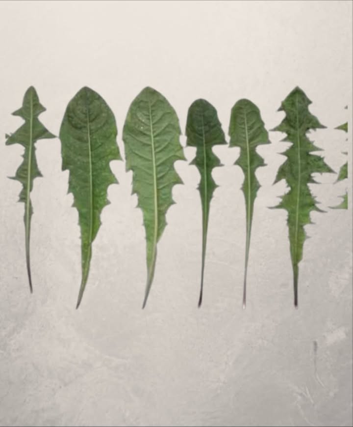 Ora è chiaro perché la Monsanto ha dichiarato guerra al tarassaco…
Solo una foglia di questa pianta, presente in ogni giardino, può salvarti la vita in un minuto, ma solo pochi sanno come usarla correttamente!
溺 Studi recenti dimostrano che la radice di tarassaco è citotossica contro tre tipi di cellule leucemiche umane, eliminandone fino al 96% in sole 48 ore!
Il tè di tarassaco agisce rompendo le cellule tumorali e stimolando la crescita di cellule sane.
 Il dottor Hamm e i suoi studenti hanno condotto una ricerca: hanno prelevato cellule del sangue da 9 pazienti, applicato lestratto di radice e osservato che in sole 24 ore le cellule tumorali erano distrutte.
 La natura ci offre rimedi potenti… il tarassaco ne è la prova!
 Altri benefici straordinari del tarassaco foglie e radice:
喝 Anemia:
Ricco di ferro, vitamine del gruppo B e proteine utili alla formazione dei globuli rossi.
領 Ossa forti:
Contiene calcio e antiossidanti come vitamina C e luteolina, proteggendo le ossa dai danni delletà.
 Diabete:
Il succo di tarassaco stimola il pancreas a produrre insulina naturalmente.
 Vie urinarie:
Previene infezioni urinarie, disturbi renali e cistiti.
 Depurazione del fegato:
Favorisce il flusso biliare e aiuta la digestione. La vitamina C riduce linfiammazione.
 Aiuto digestivo:
Stimola lappetito, equilibra i batteri intestinali e favorisce la digestione.
林 Cura della pelle:
Il succo di tarassaco, alcalino e disinfettante, combatte infezioni cutanee eczema, herpes, funghi, prurito…