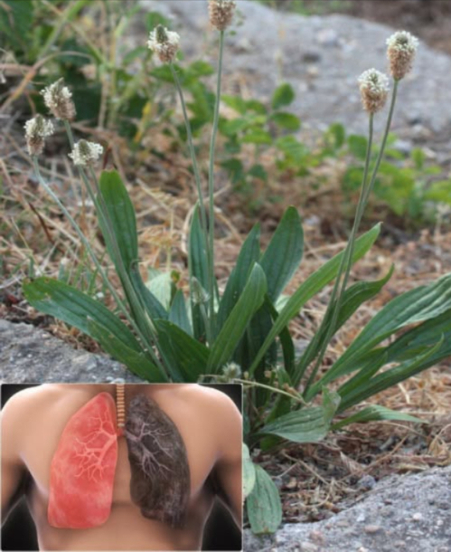 Spesso scambiata per unerbaccia perché cresce ovunque, ma ha il potere di svuotare gli ospedali…
 Plantago lanceolata  Pianta selvatica, benefici straordinari!
 Benefici principali
 Calma tosse, bronchite e libera il muco
 Riduce infiammazioni muscolari e articolari
啕 Cicatrizza e disinfetta piccole ferite
 Lenisce punture e scottature
 Migliora digestione e regolarità intestinale
 Rafforza le difese naturali
 Lenisce mal di gola ottimo per gargarismi
 Favorisce la diuresi e la salute urinaria
 Aiuta il fegato a eliminare tossine
蠟 Riduce allergie respiratorie
醴 Combatte gengiviti e rinfresca lalito
 Protegge i vasi sanguigni
 Calma crampi e spasmi
 Migliora laspetto della pelle acne, luminosità
匿 Proprietà antimicrobiche naturali
 Come usarla
 Tisana: infusione di foglie fresche o secche 510 min
喙 Impacco: foglie schiacciate su pelle o ferite
 Olio/pomata: macerato in olio vegetale
綾 In cucina: foglie giovani in zuppe o insalate
醴 Collutorio: infuso tiepido per igiene orale
遼 Detox: frullato con acqua  limone
 Usare con cautela: chiedi sempre consiglio medico, specialmente in gravidanza o con patologie.
 Una pianta comune con poteri straordinari: semplice, utile e 100% naturale!