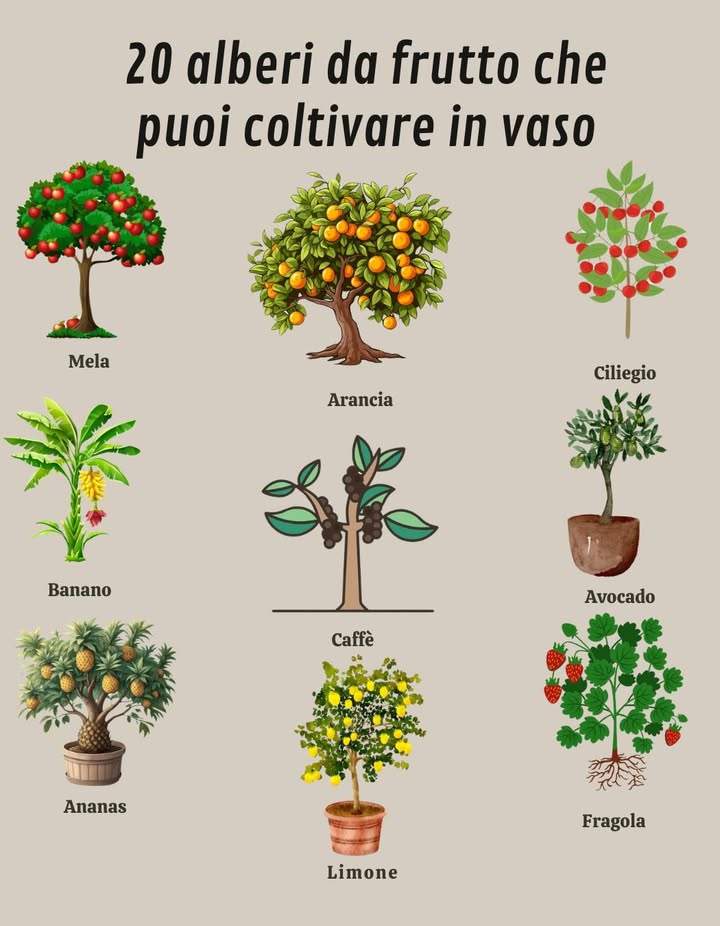 Frutta che puoi coltivare in vaso 
Il coltivo in vaso è lideale per chi ha poco spazio ma non vuole rinunciare a un mini frutteto in casa .
Ecco alcune varietà con epoca di semina e raccolta:

 Fragola

Coltivazione: primavera e autunno

Raccolta: 60-90 giorni

 Pomodoro

Coltivazione: primavera ed estate

Raccolta: 70-120 giorni

勒 Cetriolo

Coltivazione: primavera ed estate

Raccolta: 50-70 giorni

省 Mango

Coltivazione: primavera ed estate

Raccolta: 3-5 anni

 Pera

Coltivazione: autunno e inverno

Raccolta: 3-5 anni

 Mela

Coltivazione: autunno e inverno

Raccolta: 2-5 anni

 Arancia

Coltivazione: primavera ed estate

Raccolta: 2-5 anni

 Limone

Coltivazione: primavera ed estate

Raccolta: 2-5 anni

 Uva

Coltivazione: primavera ed estate

Raccolta: 2-5 anni

 Lampone

Coltivazione: primavera e autunno

Raccolta: 60-90 giorni

 Mora

Coltivazione: primavera e autunno

Raccolta: 60-90 giorni

 Prugna

Coltivazione: autunno e inverno

Raccolta: 2-5 anni

 Pesca

Coltivazione: primavera ed estate

Raccolta: 2-5 anni

 Nettarina

Coltivazione: primavera ed estate

Raccolta: 2-5 anni

 Pitaya Frutto del drago

Coltivazione: primavera ed estate

Raccolta: 2-5 anni

 Guava

Coltivazione: primavera ed estate

Raccolta: 2-5 anni

省 Mangostano

Coltivazione: primavera ed estate

Raccolta: 3-5 anni

省 Rambutan

Coltivazione: primavera ed estate

Raccolta: 2-5 anni

 Litchi

Coltivazione: primavera ed estate

Raccolta: 2-5 anni

省 Papaya

Coltivazione: primavera ed estate

Raccolta: 1-2 anni

 Anche in balcone puoi avere un giardino da sogno ricco di frutti freschi e naturali!