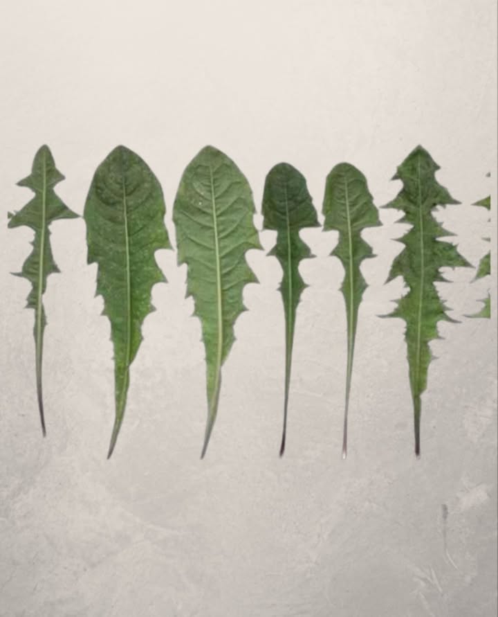 Ora è chiaro perché la Monsanto ha dichiarato guerra al tarassaco…
Solo una foglia di questa pianta, presente in ogni giardino, può salvarti la vita in un minuto, ma solo pochi sanno come usarla correttamente!
溺 Studi recenti dimostrano che la radice di tarassaco è citotossica contro tre tipi di cellule leucemiche umane, eliminandone fino al 96% in sole 48 ore!
Il tè di tarassaco agisce rompendo le cellule tumorali e stimolando la crescita di cellule sane.
 Il dottor Hamm e i suoi studenti hanno condotto una ricerca: hanno prelevato cellule del sangue da 9 pazienti, applicato lestratto di radice e osservato che in sole 24 ore le cellule tumorali erano distrutte.
 La natura ci offre rimedi potenti… il tarassaco ne è la prova!
 Altri benefici straordinari del tarassaco foglie e radice:
喝 Anemia:
Ricco di ferro, vitamine del gruppo B e proteine utili alla formazione dei globuli rossi.
領 Ossa forti:
Contiene calcio e antiossidanti come vitamina C e luteolina, proteggendo le ossa dai danni delletà.
 Diabete:
Il succo di tarassaco stimola il pancreas a produrre insulina naturalmente.
 Vie urinarie:
Previene infezioni urinarie, disturbi renali e cistiti.
 Depurazione del fegato:
Favorisce il flusso biliare e aiuta la digestione. La vitamina C riduce linfiammazione.
 Aiuto digestivo:
Stimola lappetito, equilibra i batteri intestinali e favorisce la digestione.
林 Cura della pelle:
Il succo di tarassaco, alcalino e disinfettante, combatte infezioni cutanee eczema, herpes, funghi, prurito…