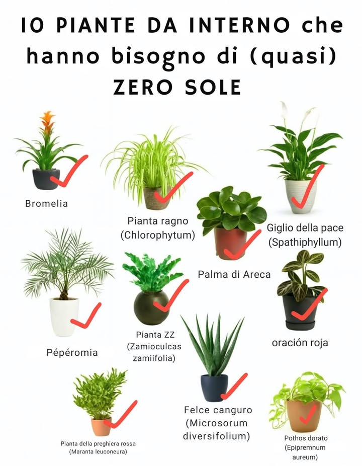 10 Piante da Interno che Vivono con Quasi Zero Sole 

Se la tua casa riceve poca luce naturale, niente paura: queste piante sono ideali per ambienti ombrosi e donano vita e freschezza agli spazi.

 Bromelia
 Pianta ragno
 Spatifillo
 Palma areca
 Peperomia
 Maranta rossa
 Felce canguro
 Zamioculcas pianta ZZ
 Sansevieria pianta serpente
 Pothos dorato

 Facili da curare, purificano laria e mantengono la casa verde anche senza sole diretto.

 Un tocco naturale per la tua casa, senza complicazioni.