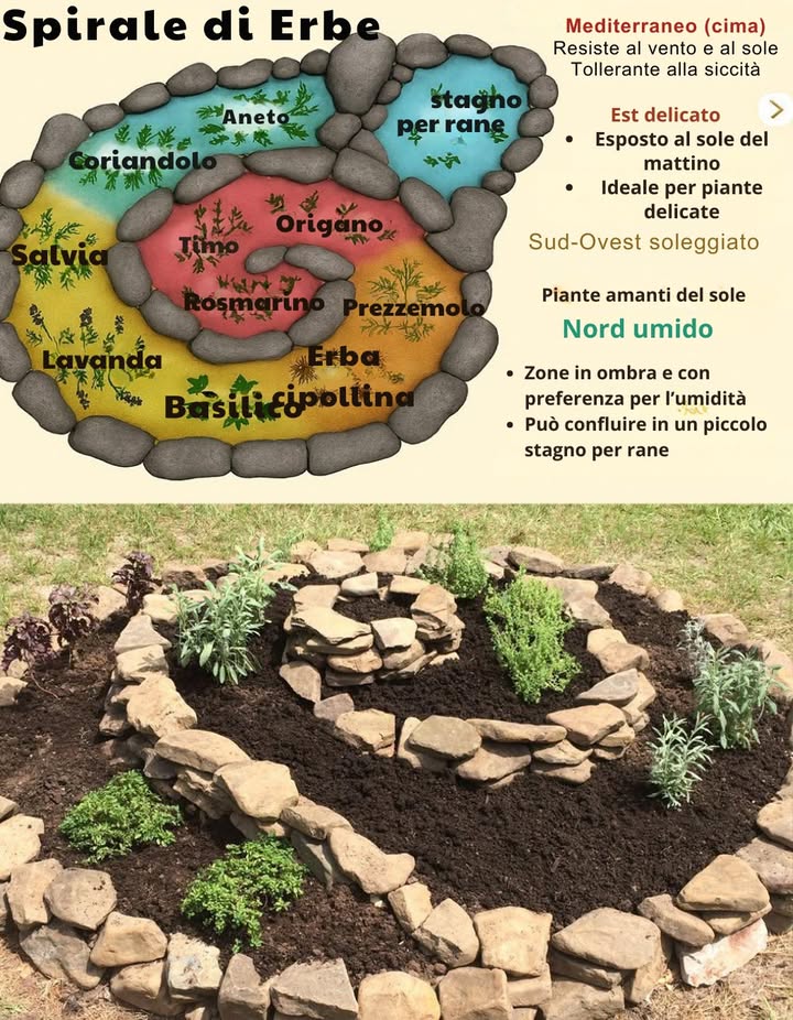Spirale delle erbe: Smart, Space-Saving Garden Design
Un classico della permacultura che crea microclimi ideali per ogni erba.
I. Perché un Giardino a Spirale?
 Design ispirato alla sequenza di Fibonacci, unendo estetica e praticità
 Microclimi diversi per ospitare più erbe in poco spazio
 Struttura compatta, perfetta per piccoli giardini e facile da gestire

II. Vantaggi Principali
  Sole e ombra distribuiti in modo naturale per erbe diverse
  Drenaggio ottimale e terreno sano
  Attrae insetti utili e impollinatori
  Eleganza naturale che arreda il giardino

III. Come Realizzarlo

Scegli il luogo: zona soleggiata, diametro ideale 1,52 m

Costruisci la spirale: pietre, mattoni o blocchi, alzando il centro per creare pendenza

Riempi con terra  compost: ricca e ben compatta

Piantumazione strategica:
 Parte alta sud, secca: Rosmarino, Timo, Origano
 Parte media: Prezzemolo, Erba cipollina, Coriandolo
 Parte bassa nord, umida: Menta, Melissa, Dragoncello

Pacciamatura  irrigazione: paglia, corteccia o ghiaia per trattenere umidità

Manutenzione: raccogli regolarmente, controlla terreno e parassiti

 Il tuo giardino a spirale non è solo un orto: è un ecosistema vivo, bello e funzionale, che unisce natura e sapori in armonia.