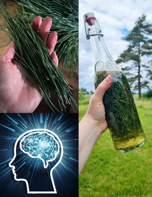 La maggior parte delle persone sottovaluta il potere dello sprite degli aghi di pino… 
 Il Potere degli Aghi di Pino: 30 Benefici e Usi Fatti in Casa

Gli alberi di pino sono ovunque, ma pochi sanno quanto siano preziosi i loro aghi. Ricchi di oli essenziali, vitamine e proprietà curative, gli aghi di pino sono stati usati per secoli come rimedio naturale, alimento e aiuto domestico.

 30 Benefici degli Aghi di Pino

1 Ricchi di vitamina C  Rafforzano limmunità.
2 Antinfiammatori  Riduzione di dolori e gonfiori.
3 Sollievo respiratorio  Liberano e aprono le vie aeree.
4 Aumentano lenergia  Contrastano la stanchezza.
5 Migliorano la circolazione.
6 Supportano la salute del cuore.
7 Favoriscono la depurazione.
8 Antiossidanti  Combattono i radicali liberi.
9 Rinforzano le gengive  Freschezza naturale.
 Favoriscono la digestione  Tisana utile per gonfiore.

11 Migliorano lumore  Aroma rilassante.
12 Decongestionanti naturali  Liberano seni nasali.
13 Migliorano concentrazione e memoria.
14 Aiutano la ripresa dopo malattie.
15 Sostengono la funzione renale.
16 Benefici per la pelle  Acqua infusa lenitiva.
17 Supporto alle vie urinarie.
18 Repellente naturale contro insetti.
19 Supporto al fegato.
20 Rinforzano i capelli  Più lucentezza.

21 Sollievo per artrite e rigidità.
22 Migliorano il sonno  Profumo calmante.
23 Rinforzano i polmoni  Eliminano muco.
24 Deodorante naturale per ambienti.
25 Controllo del peso  Riduzione delle voglie.
26 Favoriscono la guarigione di piccole ferite.
27 Leniscono il mal di gola.
28 Stimolano il metabolismo.
29 Sostengono le ossa.
30 Rafforzano le difese immunitarie in generale.

 Usi Fatti in Casa con Aghi di Pino
 1. Tisana agli Aghi di Pino

 Lava e trita aghi verdi freschi
 Aggiungi una manciata a una tazza dacqua bollente
 Lascia in infusione 10 min e filtra
 Ottima per immunità, respirazione e mal di gola

 2. Inalazione di Vapore al Pino

 Metti aghi freschi o secchi in acqua bollente
 Inspira il vapore 510 minuti
 Perfetta per congestione nasale e sinusite

 3. Olio Infuso al Pino

 Riempire un barattolo con aghi asciutti
 Coprire con olio oliva o mandorla
 Riposare 34 settimane
 Ideale per massaggi a muscoli e articolazioni

 4. Bagno Rilassante al Pino

 Metti aghi in un sacchetto di stoffa
 Immergi nella vasca
 Reduce stress, dolori e irritazioni cutanee

識 5. Detergente Naturale al Pino con aceto

 Riempire un barattolo di aghi
 Coprire con aceto e lasciare 23 settimane
 Ottimo per pulire e deodorare la casa

 6. Risciacquo per Capelli

 Fai bollire una manciata di aghi per 15 minuti
 Filtra e usa dopo lo shampoo
 Dona lucentezza e forza ai capelli

 7. Sacchetti Profumati

 Asciuga bene gli aghi
 Inseriscili in piccoli sacchetti di cotone
 Ideali per armadi, cassetti e cuscini

 8. Repellente Naturale da Bruciare

 Secca gli aghi e bruciali in braciere o incensiere
 Tiene lontane zanzare e insetti

 Un Tesoro Naturale da Riscoprire

Gli aghi di pino non sono rifiuti della natura: sono una fonte sorprendente di benessere, cura della casa e rimedi tradizionali. Dal tè al bagno rilassante, fino ai detergenti naturali, possono diventare parte preziosa della tua vita quotidiana.

 Nota Importante

Alcune specie possono essere tossiche: evita tasso yew e piante non identificate.
Consulta un medico se sei incinta, stai allattando o hai condizioni di salute.