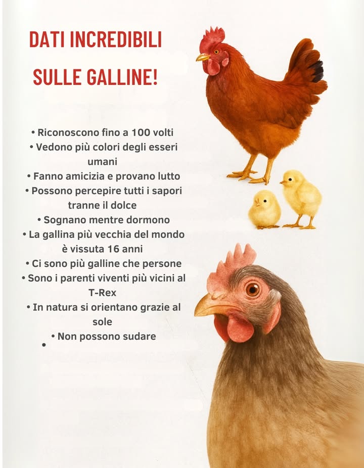 Le galline sono molto più sorprendenti di quanto immagini! 

Ecco alcuni fatti curiosi che probabilmente non conoscevi:

 Possono riconoscere fino a 100 volti diversi
 Vedono più colori degli esseri umani 
 Formano amicizie e provano persino lutto
 Sentono molti sapori, ma non percepiscono il dolce
 Durante il sonno sognano! 
 La gallina più longeva è vissuta 16 anni
 Nel mondo ci sono più galline che persone 
 Sono i parenti vivi più vicini al T-Rex 練
 In natura si orientano grazie al sole 
 E una curiosità: non possono sudare

Le galline non sono solo animali da fattoria, ma creature intelligenti e piene di emozioni! 

#Galline #Curiosità #FattoriaConAmore