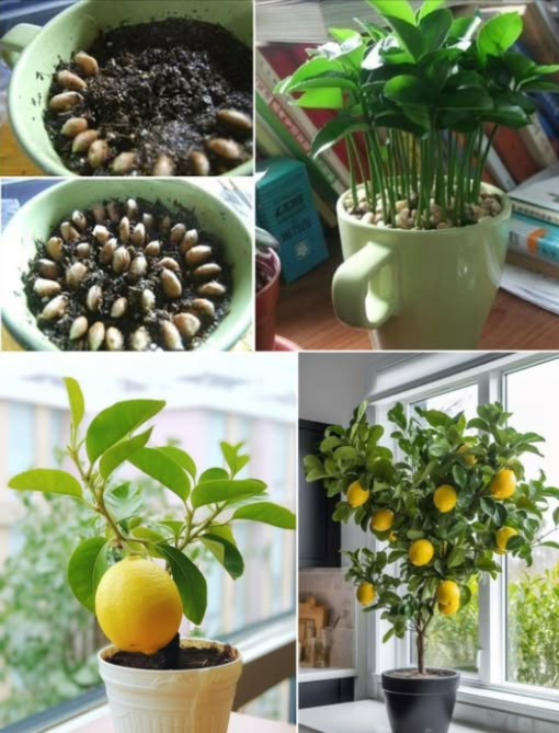 Pianta un Limone in una Tazza 
Perché il limone?
Il limone non è solo un ottimo frutto ricco di vitamine del gruppo B B1, B2, B3 e B6, vitamina C e P, ma è anche un eccellente disinfettante che elimina batteri e funghi, e un deodorante efficace contro odori come umidità e pesce.
Come piantare il limone in una tazza?
1. Preleva i semi da circa 5-10 limoni, assicurandoti che siano interi e non tagliati. Mettili in un bicchiere dacqua pulita per idratarli.
2. Dopo qualche giorno, osserva quali semi affondano sul fondo del bicchiere; quelli che affondano sono quelli buoni da utilizzare.
3. Scolare i semi e asciugarli con un tovagliolo di carta per rimuovere leccesso dacqua.
4. Svuota lacqua dal bicchiere e riempi con terra nera leggermente umida, senza eccedere con lacqua.
5. Disponi i semi in modo circolare sulla superficie della terra, coprendo la maggior parte della superficie.
6. Copri leggermente con uno strato sottile di terriccio.
7. Dopo 9-15 giorni, le prime piantine cominceranno a spuntare. In questo periodo, irriga con una bottiglia spray ogni mattina e, se possibile, anche la sera.
8. Quando le piantine crescono e si infittiscono, trapiantale singolarmente in vasi più grandi. Il loro crescimento è lento; impiegheranno circa 6-7 mesi per raggiungere fino a un metro e mezzo di altezza, perfetto per linterno della casa!