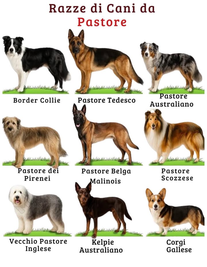 Razze di cani da pastore 

Questi cani non solo custodiscono il gregge, ma lavorano con intelligenza e disciplina! 

 Sono agili, obbedienti e capaci di guidare o proteggere gli animali senza perdere il controllo.
 Esempi: Border Collie, Pastore Tedesco, Pastore Australiano, Corgi Gallese, tra gli altri.

 Dato reale:
Un buon cane da pastore può sostituire il lavoro di più persone e mantenere lordine del bestiame solo con lo sguardo.