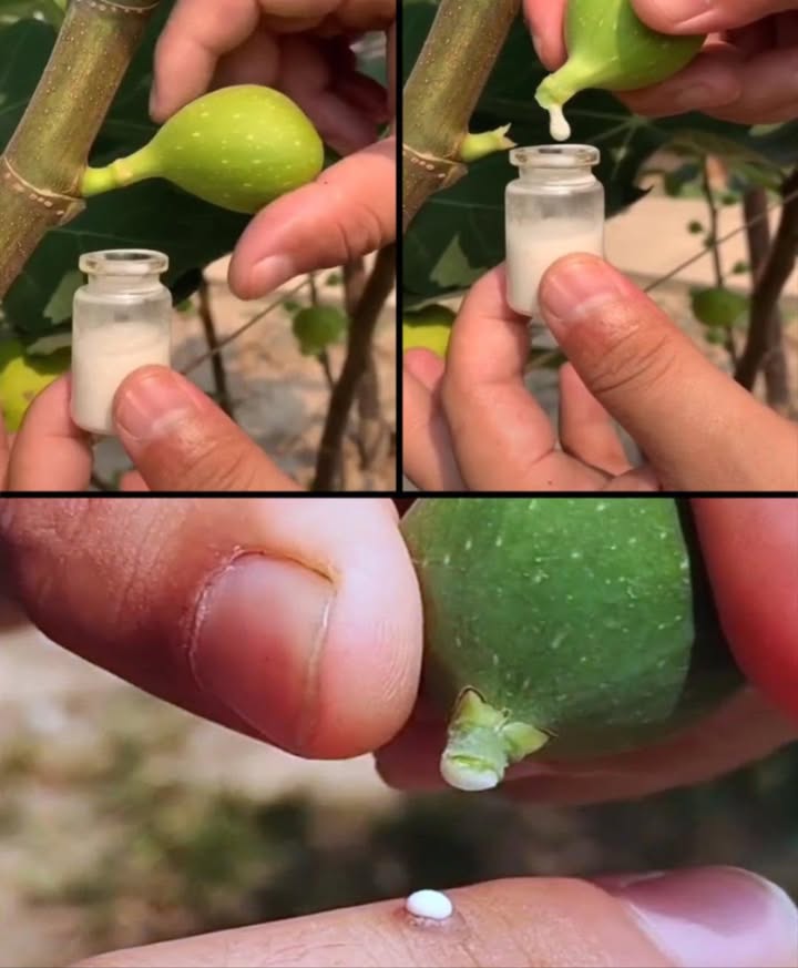 Questa linfa vale letteralmente il suo peso in oro, ma la maggior parte delle persone non lo sa nemmeno.
 Linfa di Fico: il segreto naturale per pelle, salute e benessere
Una goccia miracolosa dalla natura con oltre 25 usi quotidiani!

林 Cura della Pelle
 Illuminante: schiarisce le macchie scure e uniforma il tono
 Anti-acne: combatte brufoli e batteri
 Riduce le cicatrici: migliora laspetto della pelle con uso costante
 Psoriasi ed eczema: lenisce rossore, prurito e desquamazione
 Idratazione profonda: mescolata a burro di karité o olio di cocco
 Balsamo notturno per talloni: ammorbidisce la pelle screpolata
 Iperpigmentazione: attenua le macchie scure
 Ustioni minori e tagli: aiuta nella guarigione e disinfetta delicatamente
 Protezione solare naturale: combinata con aloe vera
 Maschera detox: con argilla verde per una pulizia profonda
 Elasticità e rughe: migliora la compattezza e riduce i segni del tempo

 Guarigione Naturale
啕 Rimozione delle verruche: una goccia al giorno, coperta con cerotto
 Ferite minori e antisettico: disinfetta e accelera la guarigione
禮 Calli e duroni: li ammorbidisce giorno dopo giorno
 Tigna e infezioni fungine: trattamento diretto quotidiano
烈 Punture dinsetto: riduce prurito e gonfiore
 Sollievo per emorroidi: azione calmante se diluita

 Cura di Capelli e Cuoio Capelluto
 Rinforzo dei capelli: mescolata a olio di argan, stimola la crescita
 Forfora: aggiunta allo shampoo, mantiene pulito il cuoio capelluto

 Benessere Interno
 Digestione e gonfiore: una goccia diluita in acqua o tisana
 Sistema immunitario: supporto naturale, ricca di principi attivi
 Allevia dolori articolari: massaggio localizzato con miscela diluita

 Igiene e Salute Orale
醴 Collutorio naturale: per gengive sensibili, alito fresco, afte
 Balsamo labbra: rigenera con cera dapi o burri vegetali

 Come si usa:
 Sempre diluire con acqua o oli vegetali
 Uso esterno: applicare su pelle pulita
 Uso interno: massimo 1 goccia ben diluita al giorno
 Conservare in luogo fresco e al riparo dalla luce

 Avvertenze:
Usare con cautela. Interrompere in caso di irritazione.
Non usare in gravidanza o su bambini senza consulto medico.

 Linfa di fico: un piccolo rimedio con grandi poteri!
Incorpora questo dono della natura nella tua routine per una salute radiante e una bellezza naturale.