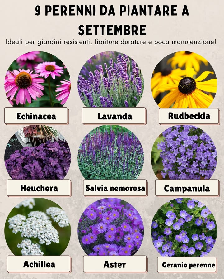 9 Perenni da piantare a settembre 
Ideali per giardini resistenti, fioriture durature e poca manutenzione!

 Echinacea  fioritura prolungata e amata dagli insetti impollinatori
 Lavanda  aromatica, rustica e perfetta per climi secchi
 Rudbeckia  colori caldi, fioritura generosa e lunga
 Heuchera  foglie decorative, ideale per bordure e ombra
 Salvia nemorosa  resistente e adorata dalle api
 Campanula  fiori delicati in azzurro, bianco o viola
 Achillea  rustica, ottima per terreni poveri e ben drenati
 Aster  regina dellautunno, fiorisce proprio da settembre
 Geranio perenne  tappezzante, resistente e rifiorente

 Pianta con terreno ben lavorato e innaffia regolarmente fino allattecchimento.
 Settembre è il momento perfetto: il suolo è ancora caldo e favorisce la radicazione!