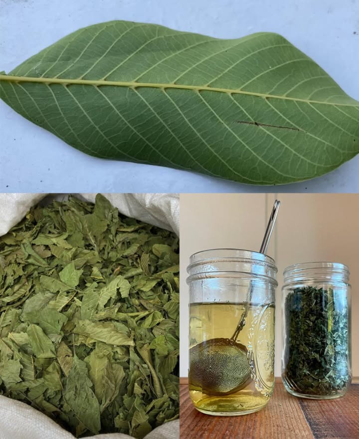 Tutti amano le noci, ma la maggior parte delle persone non ha idea di quanto siano potenti le loro foglie.
識 Pulizia Pelle  Elimina sporco, batteri e sebo.
 Anti-Acne  Riduce brufoli e punti neri.
 Supporto Eczema  Calma irritazioni e secchezza.
啕 Cicatrizzazione  Accelera la guarigione di piccole ferite.
 Capelli Forti  Rinforza e limita la caduta.
 Colore Naturale  Scurisce i capelli bianchi con risciacqui.
 Antiforfora  Combatte prurito e squame del cuoio capelluto.
 Antinfiammatorio  Riduce gonfiori e dolori.
 Detox  Aiuta leliminazione delle tossine.
 Immunità  Rafforza le difese naturali.
 Cura Bocca  Gargarismi per gola e gengive.
 Antifungino  Utile contro funghi di pelle e unghie.
 Digestione  Allevia gonfiore e indigestione.
 Zuccheri Equilibrati  Sostiene la glicemia.
 Antiparassitario  Tradizionalmente usato contro vermi intestinali.
 Antidiarroico  Calma le scariche.
 Fegato  Sostiene la disintossicazione.
 Reni  Riduce infiammazioni renali.
 Anti-Age Pelle  Riduce rughe e dona freschezza.
 Protezione Solare  Schermatura naturale dal sole.
例 Vene Varicose  Riduce gonfiore delle vene.
烈 Repellente  Allontana insetti.
領 Dolori Articolari  Calma artrite e infiammazioni.
 Circolazione  Migliora il flusso sanguigno.
 Respirazione  Lenisce tosse e irritazioni leggere.
 Antiossidante  Protegge le cellule dai radicali liberi.
 Antistress  Effetto calmante su corpo e mente.
 Anti-Fatica  Dona energia e vitalità.
 Occhi  Impacchi contro irritazioni oculari.
 Tonico Generale  Supporta il benessere globale.

 Usi Casalinghi delle Foglie di Noce

 Tisana  1 cucchiaino di foglie secche in acqua calda per digestione, detox e glicemia.
 Lavaggio Pelle  Decotto di foglie per acne ed eczema.
 Risciacquo Capelli  Rinforza, riduce forfora e scurisce naturalmente.
 Gargarismi  Infuso per mal di gola e gengive.
啕 Impacchi  Per ferite, articolazioni doloranti o gonfiore.
烈 Repellente Naturale  Foglie fresche in casa, armadi o sotto il letto.
 Bagno Curativo  Decotto nellacqua del bagno per eczema e irritazioni.

 Foglie di Noce
Un rimedio naturale e versatile per pelle, capelli, digestione e benessere generale.