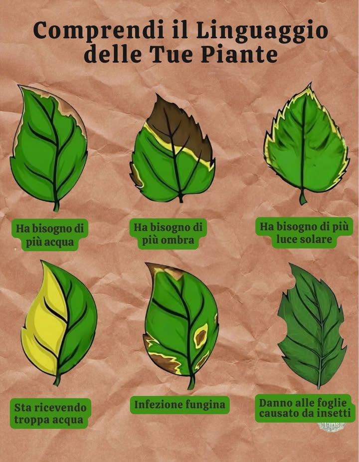 Segnali Visivi che la Tua Pianta Chiede Aiuto

 Manca acqua  foglie secche, bordi gialli, fragili
 Manca ombra  foglie bruciate, ingiallite
 Manca luce solare  foglie pallide, steli deboli
 Troppa acqua  foglie gialle, radici marce
 Funghi  macchie, muffa sulle foglie
 Insetti  foglie bucate, presenza di parassiti

Osserva, prenditene cura, rinforza