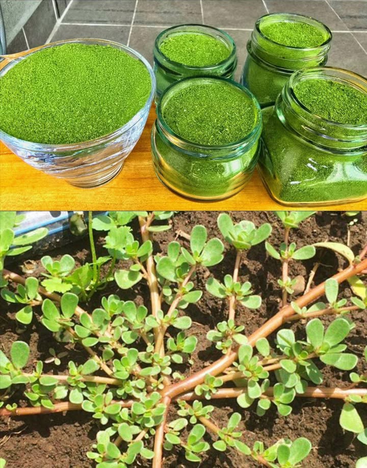 30 validi motivi per smettere di ignorare questerba: è considerata una “miniera doro” in giardino
 Portulaca oleracea  Superpianta dimenticata

 Benefici Naturali
易 Omega-3: Cuore e cervello protetti
 Antinfiammatoria: Riduce dolore e gonfiore
領 Ossa forti: Ricca di calcio e magnesio
 Vista sana: Vitamina A e beta-carotene
 Difese attive: Vitamine C ed E
 Intestino sano: Mucillagine e fibre
 Poche calorie: Ideale per dieta
 Diuretico dolce: Elimina liquidi
 Capelli forti: Stimola crescita e lucentezza
 Rilassante: Magnesio per il sonno

 Usi Quotidiani
 Tisana digestiva: Fegato e reni ringraziano
綾 Cruda in insalata: Leggera e nutriente
遼 Nei frullati: Booster vitaminico
 Maschera viso: Acne e punture calmate
 In padella: Con aglio e olio EVO
禮 Pediluvio rinfrescante: Piedi sgonfiati
流 Ghiaccio lenitivo: Per la pelle irritata
 Polvere essiccata: Aggiunta a zuppe e brodi

 In breve
Una pianta rustica ma ricchissima. La Portulaca è un tesoro verde: cura, nutre e protegge  dalla tavola alla pelle.