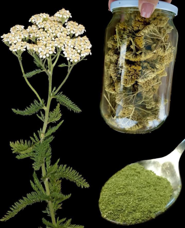 Forse lavete vista crescere ovunque, ma non ne avete mai conosciuto il potere…
 Achillea millefoglie: il primo soccorso della natura
Una pianta selvatica potente, simbolo del profondo legame tra luomo e la medicina naturale.

 Nome botanico: Achillea millefolium
Usata fin dallantichità  si dice che Achille la usasse per curare le ferite dei soldati in battaglia.

喝 Proprietà emostatiche:
Ferma le emorragie e accelera la cicatrizzazione. Perfetta per tagli, graffi e ferite leggere.

 Azione antinfiammatoria e antidolorifica:
Utile contro dolori mestruali, crampi, reumatismi e infiammazioni interne.

 Infuso digestivo e calmante:
Stimola lappetito, riduce la formazione di gas intestinali e calma i nervi. Ideale anche in caso di febbre, raffreddore e influenza.

喙 Benefici per il sistema circolatorio:
Aiuta a regolare la pressione sanguigna e rafforza i capillari.

 Utile per la salute femminile:
Lenisce i sintomi della menopausa e regolarizza il ciclo mestruale.

 Modalità duso:
 Infusi e tisane
 Tintura madre
 Cataplasmi per uso esterno
 Olio essenziale uso molto diluito!

 Precauzioni:
Non usare in gravidanza o in caso di allergia alle Asteracee. Sempre consultare un esperto prima delluso regolare.

 Un rimedio selvatico, antico e potente da avere sempre in casa per affrontare i piccoli imprevisti della vita quotidiana.