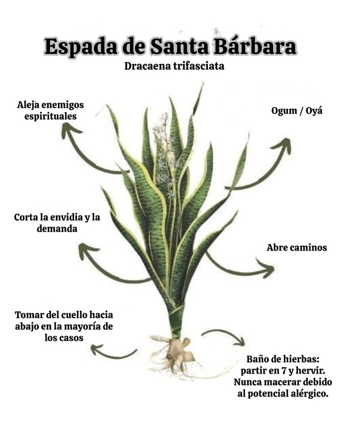 Espada de Santa Bárbara: Protección, Fuerza y Caminos Abiertos

La Espada de Santa Bárbara  también conocida como Espada de Ogum o Dracaena trifasciata  es una planta profundamente simbólica en las tradiciones afrobrasileñas y muy utilizada en rituales de protección energética.

Entre sus principales usos espirituales están:

 Ahuyentar enemigos espirituales  
Su campo energético está asociado a la defensa y al corte de negatividades.

 Abrir caminos  
Conecta con la fuerza de Ogum y Oyá, impulsando movimiento y superación de obstáculos.

 Cortar envidia y demandas  
Tradicionalmente usada para limpieza espiritual y protección contra energías densas.

 Baños de hierbas  
Generalmente preparada en trozos partir en 7 y hervida.  
 Nunca debe ser macerada, debido al potencial alergénico de la planta.

 Modo de uso común:  
Aplicada del cuello hacia abajo, respetando los fundamentos de las tradiciones.

La Espada de Santa Bárbara es símbolo de coraje, resistencia y protección  una aliada poderosa para quien busca equilibrar el cuerpo, la mente y la energía espiritual.