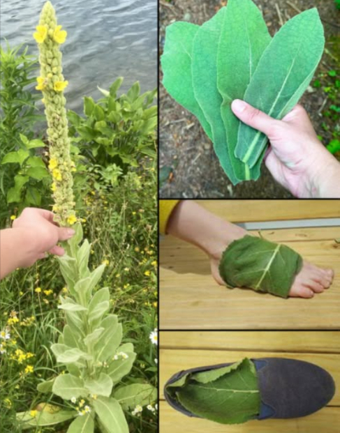 Trovare questa pianta è più prezioso che trovare denaro: la maggior parte delle persone non sa nemmeno che è una delle piante più potenti e cresce ovunque.
 Foglie di verbasco sotto i piedi  Benefici sorprendenti!
 Cosa fanno per te
 Migliorano la respirazione
 Sostengono i polmoni
 Liberano le vie nasali
蠟 Calmano la tosse
 Alleviano i sintomi dellasma
裸 Supportano contro raffreddore e influenza
 Riducono stress e nervosismo
 Favoriscono un sonno profondo
 Aiutano a eliminare tossine
禮 Calmano piedi stanchi e gonfi
林 Ammorbidiscono talloni secchi
啕 Favoriscono la cicatrizzazione
 Leniscono pruriti e irritazioni
 Combattono i cattivi odori
 Antifungine naturali
 Stimolano la circolazione
 Rilassano i nervi
例 Contro le gambe senza riposo
 Alleviano dolori muscolari
 Calmano linfiammazione
領 Utile per lartrite plantare
 Favoriscono il drenaggio del calore
 Ricaricano energia
淪 Nutrono la pelle
識 Puliscono in modo delicato
 Attivano il flusso linfatico
 Rinfrescano dal calore
喝 Aiutano con le vene varicose
罹 Regalano relax e comfort
 Come usarle passo dopo passo
1 Raccogli foglie pulite fresche o secche
2 Ammorbidiscile se secche con vapore o acqua calda
3 Lava e asciuga i piedi
4 Applica le foglie lato morbido sulla pelle
5 Indossa calzini di cotone
6 Tieni per la notte o qualche ora
7 Facoltativo: un velo dolio prima dellapplicazione
 Attenzione
 Fai una prova su una piccola zona di pelle
 Usa foglie non trattate né contaminate
 Rimedio naturale, non sostituisce cure mediche
 Un gesto semplice, naturale e rilassante perfetto da provare stanotte!
 I tuoi piedi e i tuoi polmoni ti ringrazieranno!