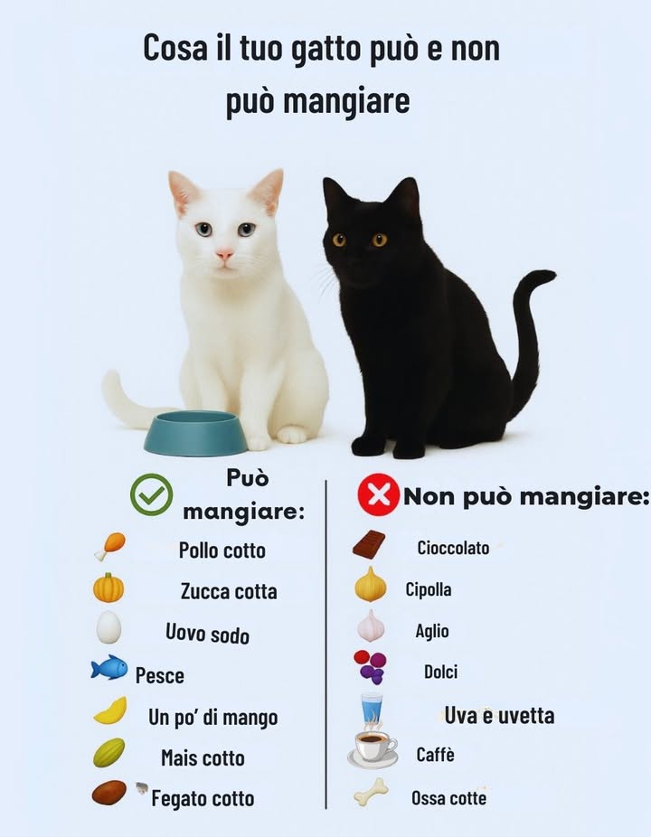 Unalimentazione sicura è il primo atto damore per il tuo gatto.
Cibi semplici come pollo, zucca o pesce cotto nutrono e rispettano il suo delicato metabolismo.
Evita invece alimenti pericolosi come cioccolato, cipolla o uva: anche piccole quantità possono essere tossiche.
Scegli sempre con cura ciò che metti nella ciotola  la salute del tuo gatto dipende da ogni pasto.