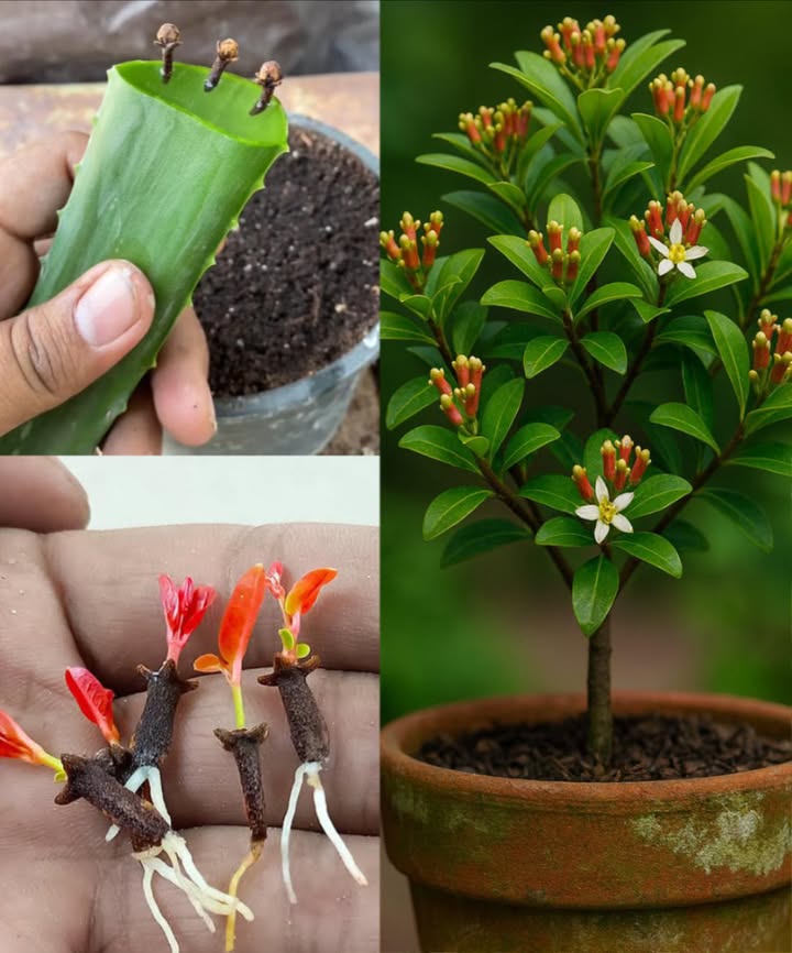 Un modo unico per coltivare la pianta di chiodi di garofano in casa  Consigli e trucchi per coltivare i chiodi di garofano
 Semi  freschi, gonfi, integri
 Ammollo  24h in acqua tiepida
華 Vasi  terriccio drenante, lascia spazio
 Semina  23 cm profondità, 1 seme per vaso
 Copertura  pellicola per calore e umidità
 Germinazione  terriccio umido, luce indiretta, settimane

 Trapianto  in vasi grandi con terriccio ricco
 Concime  organico o lento rilascio

 Clima  caldo-umido 1532C, mezzombra
 Annaffiatura  terreno umido, non inzuppato
 Umidità  nebulizzazioni o umidificatore
 Potatura  stimola crescita folta
 Raccolta  dopo anni, raccogli chiodi rosati/rossi e seccali allombra