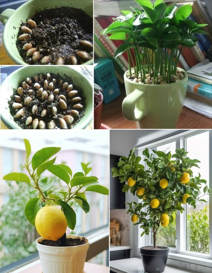 Plantare il limone in una tazza è un modo semplice e naturale per eliminare odori sgradevoli in casa o aggiungere freschezza allambiente.
Perché il limone?
Il limone non è solo un ottimo frutto ricco di vitamine del gruppo B B1, B2, B3 e B6, vitamina C e P, ma è anche un eccellente disinfettante che elimina batteri e funghi, e un deodorante efficace contro odori come umidità e pesce.
Come piantare il limone in una tazza?
1. Preleva i semi da circa 5-10 limoni, assicurandoti che siano interi e non tagliati. Mettili in un bicchiere dacqua pulita per idratarli.
2. Dopo qualche giorno, osserva quali semi affondano sul fondo del bicchiere; quelli che affondano sono quelli buoni da utilizzare.
3. Scolare i semi e asciugarli con un tovagliolo di carta per rimuovere leccesso dacqua.
4. Svuota lacqua dal bicchiere e riempi con terra nera leggermente umida, senza eccedere con lacqua.
5. Disponi i semi in modo circolare sulla superficie della terra, coprendo la maggior parte della superficie.
6. Copri leggermente con uno strato sottile di terriccio.
7. Dopo 9-15 giorni, le prime piantine cominceranno a spuntare. In questo periodo, irriga con una bottiglia spray ogni mattina e, se possibile, anche la sera.
8. Quando le piantine crescono e si infittiscono, trapiantale singolarmente in vasi più grandi. Il loro crescimento è lento; impiegheranno circa 6-7 mesi per raggiungere fino a un metro e mezzo di altezza, perfetto per linterno della casa!