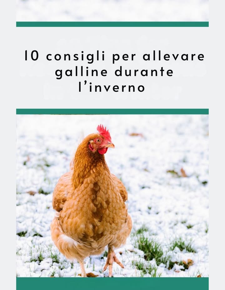 10 Consigli Essenziali per Tenere le Galline in Inverno 

Linverno può sembrare una sfida per chi alleva galline, ma con qualche accorgimento semplice si possono mantenere felici, sane e produttive anche con la neve. Ecco i consigli più utili, basati sullesperienza di allevatori esperti.

1 Scegli razze adatte al freddo.
Opta per razze rustiche come Rhode Island Red, Wyandotte, Australorp, Buff Orpington o Brahma: tollerano bene le basse temperature e continuano a deporre anche dinverno.

2 Garantisci una buona ventilazione nel pollaio.
Laria deve circolare senza creare correnti dirette. Una ventilazione alta, sopra i posatoi, evita laccumulo di umidità e ammoniaca.

3 Usa il metodo della lettiera profonda.
Lascia accumulare strati di paglia e trucioli: la decomposizione naturale genera calore e mantiene il fondo asciutto. A primavera, otterrai anche un ottimo compost.

4 Non riscaldare con luci o stufe.
Le galline sono più resistenti di quanto sembri. Mantieni il pollaio asciutto e senza spifferi: il calore corporeo del gruppo è sufficiente.

5 Crea zone protette dal vento e dalla neve.
Copri una parte del recinto con teli trasparenti o pannelli di legno: serve da frangivento e spazio soleggiato dove le galline possono muoversi.

6 Evita che lacqua congeli.
Usa contenitori isolati, cambia spesso lacqua o sfrutta piccoli trucchi come la bottiglia dacqua salata galleggiante per rallentare il gelo.

7 Aumenta leggermente la razione di cibo.
In inverno le galline bruciano più energia per scaldarsi. Offri mangime di buona qualità e aggiungi verdure o scarti freschi.

8 Prepara una vasca per i bagni di sabbia.
Mischia sabbia, cenere e un po di terra secca: serve per pulire le piume e prevenire parassiti.

9 Previeni la noia.
Appendere verze o pannocchie nel recinto e spargere il mangime sul terreno stimola il loro istinto di foraggiamento e riduce lo stress.

 Controlla spesso la salute del gruppo.
Osserva ogni giorno creste, zampe e comportamento. I segnali di apatia o combi scolorite possono indicare problemi da freddo o malattia.

 Conclusione:
Le galline sono animali robusti e capaci di affrontare anche temperature molto basse. Con un pollaio ben ventilato, cibo adeguato, acqua non ghiacciata e un po di protezione dal vento, passeranno linverno in perfetta forma  e continueranno a regalarti uova fresche anche nei mesi più freddi. 讀