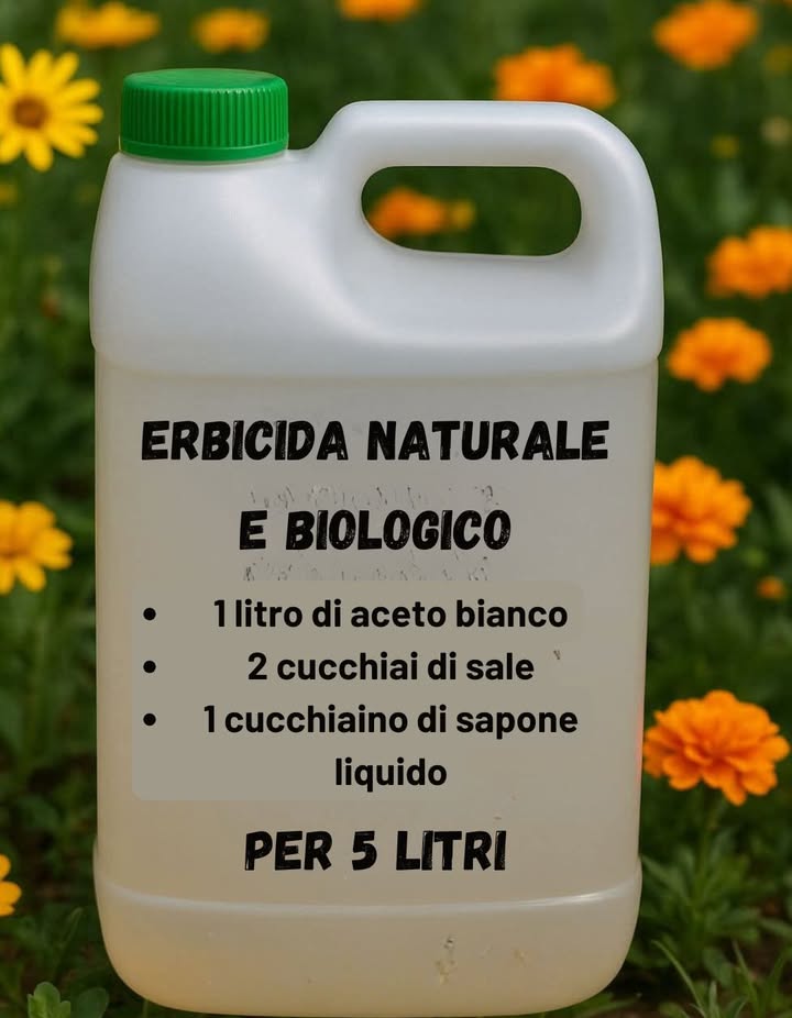 Diserbante Naturale e Casalingo 

Ingredienti:

1 litro di aceto bianco al 5% di acidità o più

2 cucchiai di sale meglio grosso o marino

1 cucchiaino di sapone liquido funge da adesivante

Preparazione:

Versa laceto in una bottiglia o spruzzatore pulito.

Aggiungi il sale e agita finché non si scioglie del tutto.

Unisci il sapone liquido e mescola delicatamente per evitare troppa schiuma.

Modalità di applicazione:

Scegli una giornata soleggiata e senza vento: calore e sole potenziano lefficacia del diserbante.

Spruzza direttamente su foglie e steli delle erbacce, evitando le piante da conservare.

Applica preferibilmente al mattino, così il prodotto agisce per tutta la giornata.

In caso di erbacce resistenti, ripeti dopo 2-3 giorni.