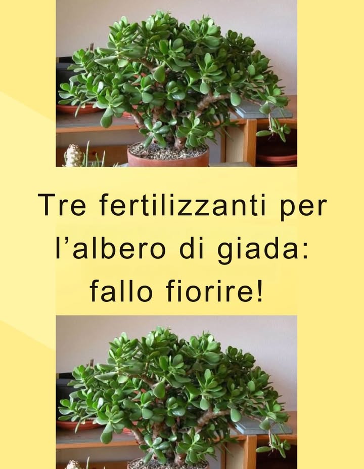 Guida facile alla cura dellAlbero di Giada Crassula 

 Caratteristiche generali

1 Lalbero di giada è una pianta a fiori, ma la fioritura in casa è molto rara.
2 Entra in ibernazione in autunno e riattiva il metabolismo in primavera.

 Nutrienti essenziali

 Potassio

Mantiene le foglie verdi.

La sua carenza provoca ingiallimento e caduta delle foglie.

 Azoto

Necessario in quantità moderate.

Troppo azoto o potassio  foglie secche.

 Fosforo

Fonte principale di energia per la pianta.

華 Calcio

Fondamentale per crescita e resistenza.

 Fertilizzanti naturali consigliati

 Cenere di legna ricca di potassio e fosforo
 Preparazione:

Sciogli 1 cucchiaio di cenere in 1 litro dacqua.

Lascia riposare per 3 giorni.

Usa la soluzione per innaffiare.

 Farina dossa o di pesce ricca di fosforo e calcio

Applicare massimo 3 volte lanno, si decompone lentamente.

讀 Gusci duovo ricchi di calcio
 Uso:

Tritura bene i gusci.

Spargi sulla superficie del terreno.

Mescola leggermente con la terra.
