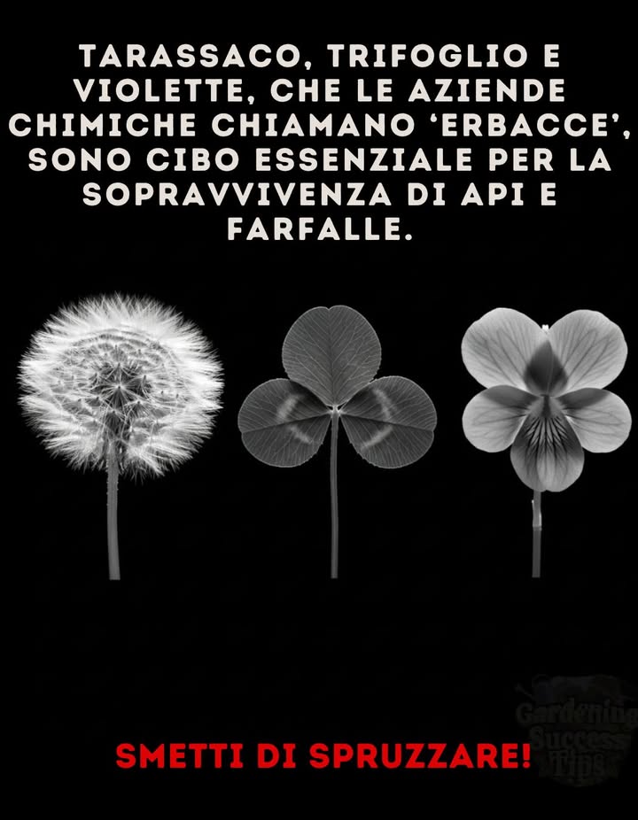 Non erbacce  ma cibo per la fauna selvatica
Quello che molti chiamano erbacce è in realtà vitale per gli animali selvatici:
 Tarassaco  nettare precoce di primavera per le api.
 Trifoglio  fonte ricca di polline che sostiene gli impollinatori.
 Viole  piante ospiti delle farfalle fritillaria.

Ogni spruzzo di pesticidi nuoce a molto più che alle piante: priva di cibo api e farfalle.

 Smetti di spruzzare. Lascia che fioriscano!
Il tuo prato può essere un rifugio, non una zona morta.