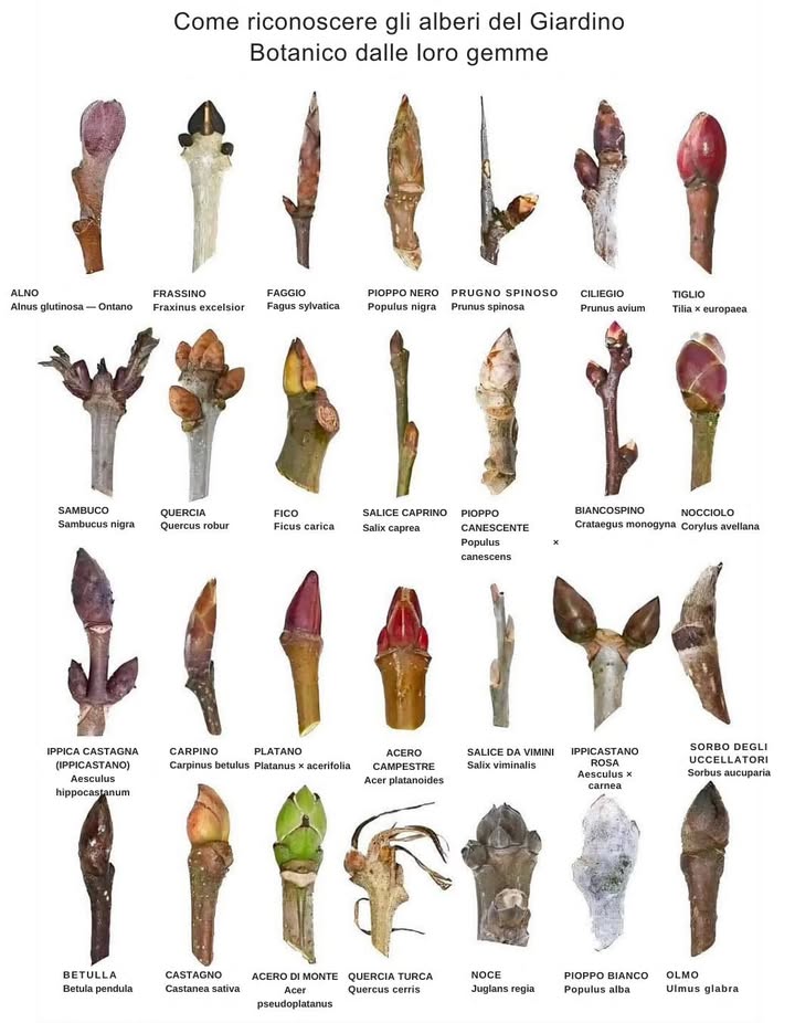Guida visiva per riconoscere gli alberi in inverno 六

Osserva come ogni specie presenta gemme caratteristiche.
Identificare gli alberi dalle gemme è particolarmente utile in inverno, quando la maggior parte ha perso le foglie.

 Le gemme, infatti, hanno forme, colori e disposizioni proprie per ogni specie, rendendo possibile il riconoscimento anche senza foglie o fiori.