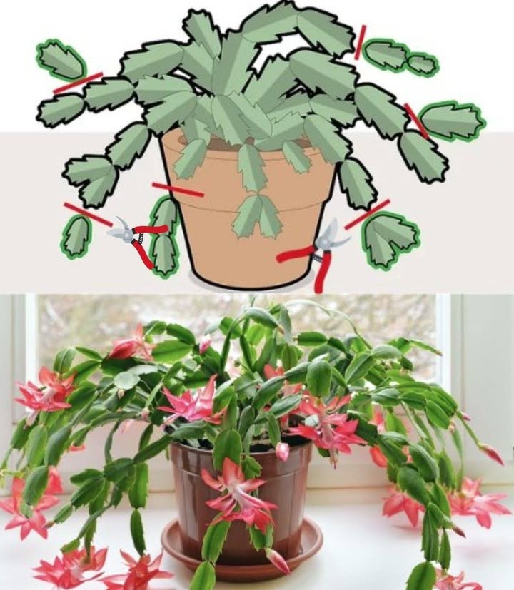 Come potare il tuo Cactus di Natale per una fioritura spettacolare 
Periodo: Pota dopo la fioritura, durante la fase di crescita, fino alla fine della primavera.
Tecnica: Rimuovi fino a un terzo della pianta, accorciando le punte dei fusti per stimolare una crescita più vigorosa.
Propagazione: Preleva talee a forma di Y, lunghe 34 segmenti, dalla pianta madre.
Preparazione: Stacca o taglia i segmenti nelle giunture; lascia asciugare le talee fino a quattro giorni per farle cicatrizzare.
Messa a dimora: Usa un mix di torba umida e sabbia; aggiungi pomice per migliorare il drenaggio.

Seguendo questi accorgimenti otterrai fioriture splendide anno dopo anno. Buon giardinaggio! 

#CactusDiNatale #FiorituraAbbondante #ConsigliDiGiardinaggio