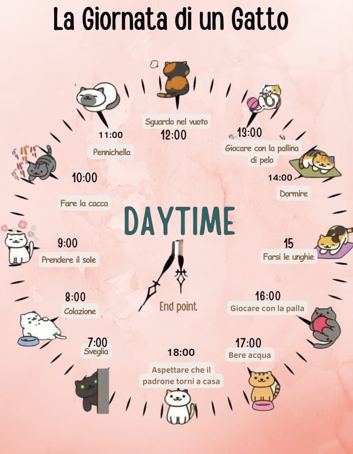 La Giornata Tipo di un Gatto  Versione Completa 

La vita di un gatto domestico è fatta di routine ben definite, momenti di gioco, lunghe ore di sonno e piccole abitudini che contribuiscono al suo benessere fisico e mentale. Ecco una panoramica dettagliata delle attività quotidiane di un felino domestico.

 07:00  Sveglia
I gatti sono animali crepuscolari, attivi soprattutto allalba e al tramonto. Al mattino si svegliano pieni di energia, spesso chiedendo attenzioni o cibo con miagolii e fusa.

 08:00  Colazione
La prima pappa della giornata è importante: ricca di proteine e umidità per garantire energia e idratazione. Alcuni gatti preferiscono piccoli pasti distribuiti durante la giornata.

 09:00  Prendere il sole
Esporsi al sole aiuta il gatto a mantenere una temperatura corporea ottimale, stimola la produzione di vitamina D e regala puro relax.

 10:00  Momento toilette
Dopo mangiato o appena sveglio, il gatto si dedica alla pulizia personale. La toelettatura quotidiana è fondamentale per la salute della pelle e del pelo e riduce il rischio di parassiti.

 11:00  Pennichella
I gatti dormono in media dalle 12 alle 16 ore al giorno. Questo sonno leggero o profondo permette loro di recuperare energie, mantenendo la prontezza da predatore.

 12:00  Sguardo nel vuoto
Un momento di osservazione e contemplazione. I gatti amano scrutare lambiente circostante, fissare punti lontani e percepire movimenti impercettibili, un comportamento legato al loro istinto di caccia.

 13:00  Giocare con la pallina di pelo
Il gioco stimola la mente e mantiene attiva la muscolatura. Giochi che imitano il movimento delle prede, come palline o topini, favoriscono lagilità e listinto predatorio.

 14:00  Dormire di nuovo
Il riposo è essenziale per la salute emotiva e fisica del gatto. Durante il sonno profondo, il cervello elabora esperienze e stimoli ricevuti nelle ore precedenti.

 15:00  Farsi le unghie
Grattare superfici ruvide serve a mantenere le unghie affilate, marcare il territorio grazie alle ghiandole odorose presenti sulle zampe e scaricare energia accumulata.

 16:00  Giocare con la palla
Attività di gioco per stimolare riflessi, coordinazione e mantenere il peso forma. Il gioco condiviso con il padrone rafforza il legame affettivo.

 17:00  Bere acqua
Lidratazione è fondamentale per il sistema urinario. I gatti spesso bevono poco, perciò è utile fornire fontanelle o più ciotole sparse per casa.

 18:00  Aspettare il padrone
I gatti creano forti legami con i loro umani. Questo momento di attesa anticipa coccole, interazioni e la parte più sociale della giornata.

 Curiosità:

I gatti alternano cicli di attività e riposo di circa 3-4 ore.

Possono dormire fino al 70% della loro vita.

La routine quotidiana li fa sentire sicuri e sereni.

La giornata di un gatto è una combinazione perfetta di caccia simulata, cura di sé, relax e interazione sociale. Garantire questi momenti significa assicurare loro salute, equilibrio e felicità. 

#VitaDaGatto #BenessereFelino #AmiciFelini #RoutineGatto