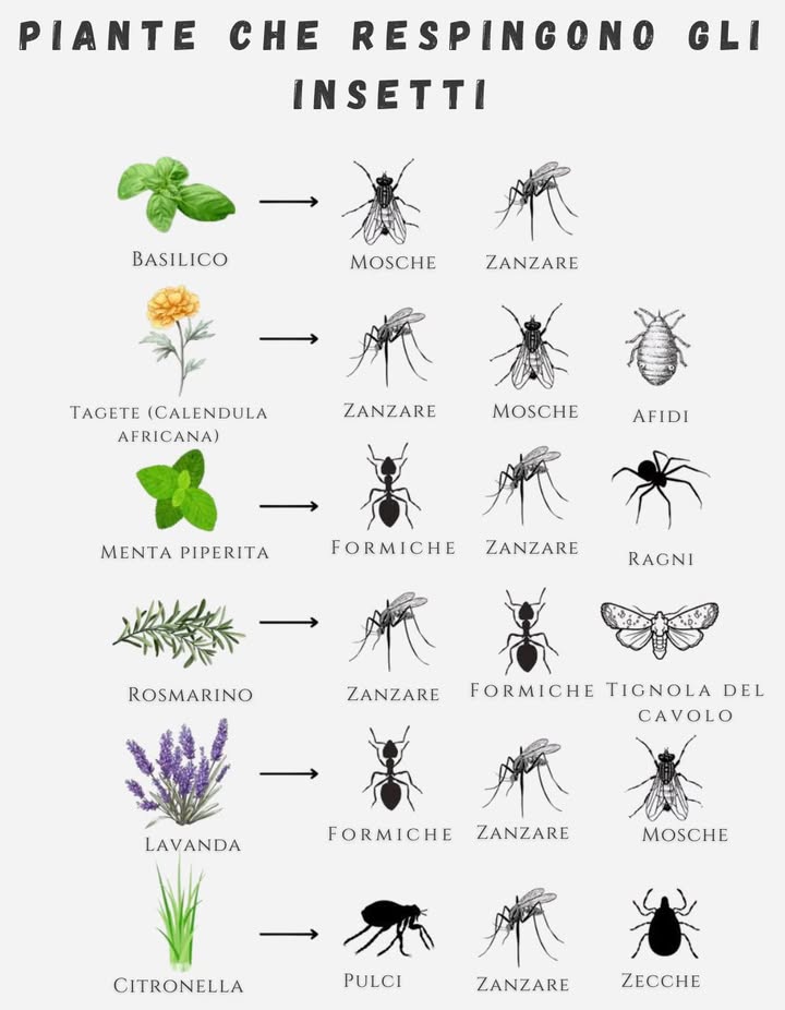 Piante che aiutano contro gli insetti estivi
Basilico, lavanda, citronella e altre piante aromatiche respingono zanzare, mosche, formiche e zecche in modo naturale.
Unalternativa utile e profumata per balconi e giardini. 烈
#PianteRepellenti #EstateNaturale #GiardinaggioSostenibile