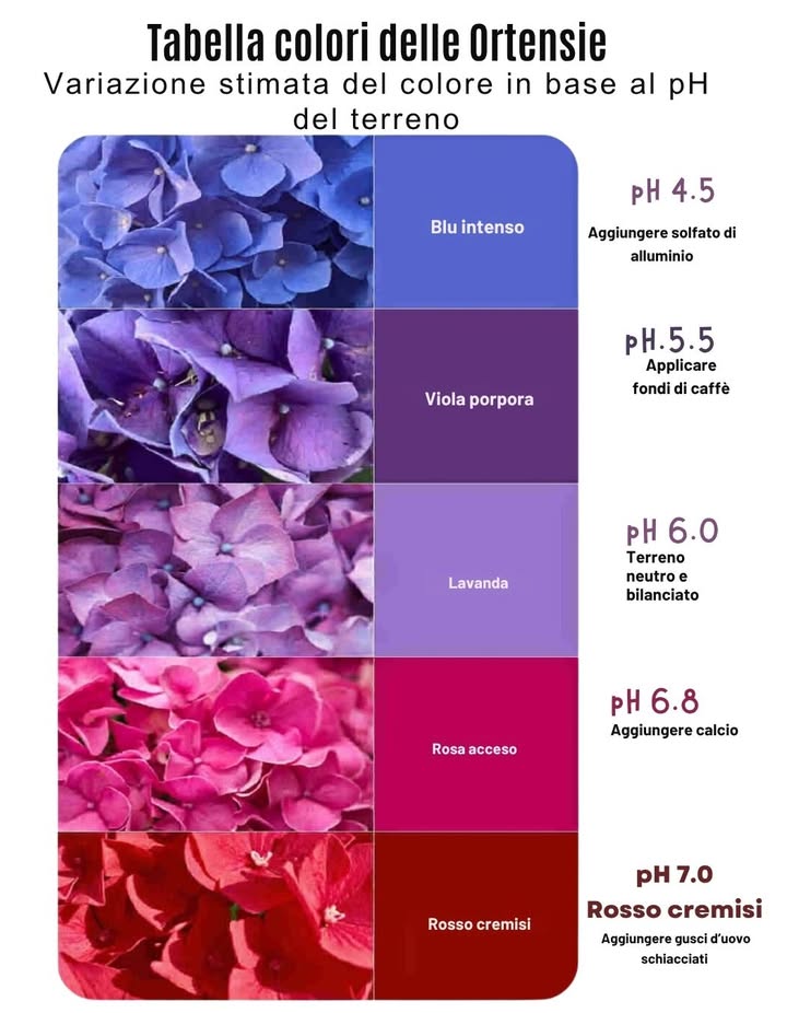 Il pH del terreno cambia tutto, dai blu profondi ai rossi accesi.
– I terreni acidi pH basso esaltano le tonalità blu e viola.
– pH neutro = toni tenui di lavanda
– I terreni alcalini pH elevato spostano i fiori verso il rosa o il rosso.
– Regolate il colore in modo naturale con modifiche come gusci duovo o fondi di caffè.
– Scegliete la tonalità della vostra fioritura analizzando e bilanciando il terreno del vostro giardino

 Cambiando il terreno, cambia la fioritura: non è necessario un colorante.
