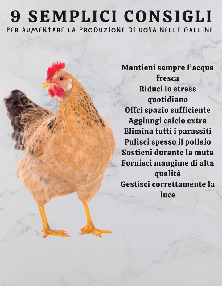 讀 9 consigli naturali e sostenibili per aumentare la produzione di uova 

1 Acqua pulita e fresca
 Cambiare lacqua ogni giorno. Una gallina beve circa 0,5 L/die, di più in estate.
 Evitare pozzanghere sporche. 1 abbeveratoio ogni 10 galline.

2 Riduzione dello stress
律 Routine stabile, senza rumori forti.
 Evitare cambi bruschi o introduzione di animali senza acclimatazione.

3 Calcio illimitato
領 Gusci dostrica o duovo schiacciati.
 Servire in un mangiatoio separato per autoregolazione.

4 Spazio sufficiente
 0,5 m/gallina nel pollaio, 1 m/gallina allaperto.
 Sovraffollamento = stress, malattie, aggressività.

5 Controllo parassiti
 Ispezioni mensili per pidocchi, acari, vermi.
 Polveri antiparassitarie  sverminazione se necessario.

6 Igiene del pollaio
粒 Pulizia frequente di nidi e posatoi.
 Rimuovere deiezioni, evitare odori di ammoniaca.

7 Supporto durante la muta
襁 Proteine al 2022%  vitamine.
 Snack proteici: camole, crocchette per gatti.

8 Alimentazione equilibrata
 Mangime con 16% proteine.
 Integrazioni: erba, verdure, insetti.
 Limitare pane, riso, pasta.

9 Illuminazione adeguata
 14 ore di luce per mantenere la deposizione.
 Luce artificiale soffusa in inverno, senza eccessi.

 Benessere, dieta sana, spazio adeguato e cura costante = galline felici che depongono regolarmente.