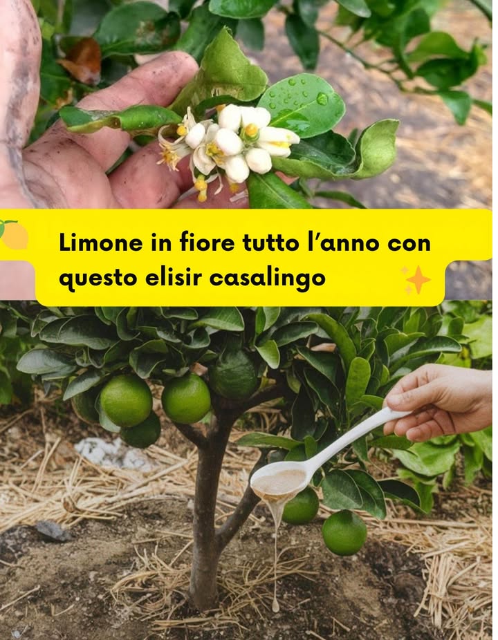 Il tuo limone fiorirà tutto lanno con questo elisir casalingo!  Facile, nutriente ed efficace per stimolare la produzione di fiori e frutti.

籠 Preparazione passo per passo:

Mescola 1 litro dacqua con 4 cucchiaini di avena in polvere.

Aggiungi 1 cucchiaino di cannella e 1 cucchiaino di zucchero di canna.

Copri la miscela con un panno e lasciala fermentare per 2 giorni in un luogo caldo.

Diluìscila poi in 5 litri dacqua.

Applica direttamente sul terreno, vicino alle radici del limone.

Ripeti ogni 15 giorni per favorire una fioritura continua. 

 Ricco di nutrienti naturali, questo elisir rinforza lalbero e stimola una fioritura abbondante. Il tuo limone te ne sarà grato!