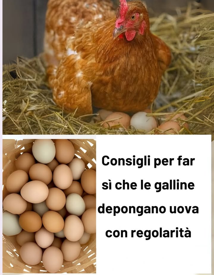 讀 Consigli per far deporre le galline in modo costante 

1 Acqua di qualità
 Acqua pulita e fresca ogni giorno.
 Ogni gallina consuma circa 0,5 L al giorno di più con il caldo.
 Abbeveratoi sufficienti: 1 ogni 10 galline.

2 Ridurre lo stress
 Routine stabile senza cambiamenti bruschi.
 Evitare rumori forti e predatori nelle vicinanze.
 Inserire nuovi animali solo con periodo di adattamento.

3 Apporto di calcio
讀 Gusci duovo cotti e triturati o gusci dostrica.
讀 Calcio in mangiatoia separata.
讀 Fondamentale per evitare gusci molli.

4 Spazio sufficiente
 0,5 m per gallina allinterno del pollaio.
 1 m per gallina nel recinto esterno.
 Il sovraffollamento provoca stress, malattie e comportamenti aggressivi.

5 Controllo dei parassiti
 Controllo mensile contro pidocchi, acari e vermi.
襁 Polvere antiparassitaria nel pollaio e sverminazione interna.
襁 I parassiti riducono la produzione di uova e danneggiano la salute.

6 Pulizia del pollaio
粒 Rimuovere regolarmente gli escrementi.
粒 Pulire zone di riposo e nidi.
粒 Cassetti estraibili facilitano il lavoro.

7 Supporto durante la muta
 Aumentare proteine al 20-22 %.
 Fornire integratori vitaminici.
 Snack proteici: larve di insetti o crocchette per gatti.

8 Mangime di qualità
 Mangime bilanciato con 16 % di proteine.
 Integrare con erbe, insetti, frutta e verdura.
 Evitare eccesso di carboidrati pane, pasta.

9 Illuminazione supplementare con cautela
 14 ore di luce per mantenere la produzione.
 In inverno, usare luce artificiale moderata.
 Un eccesso accorcia la vita produttiva.

 Consigli finali
 Alimentazione equilibrata e acqua fresca sempre disponibili.
 Routine tranquilla e ambiente pulito garantiscono galline sane e produttive.
 Osservare regolarmente il loro stato fisico e comportamento per prevenire problemi.

#ConsigliGalline #PollaioFelice #VitaRurale