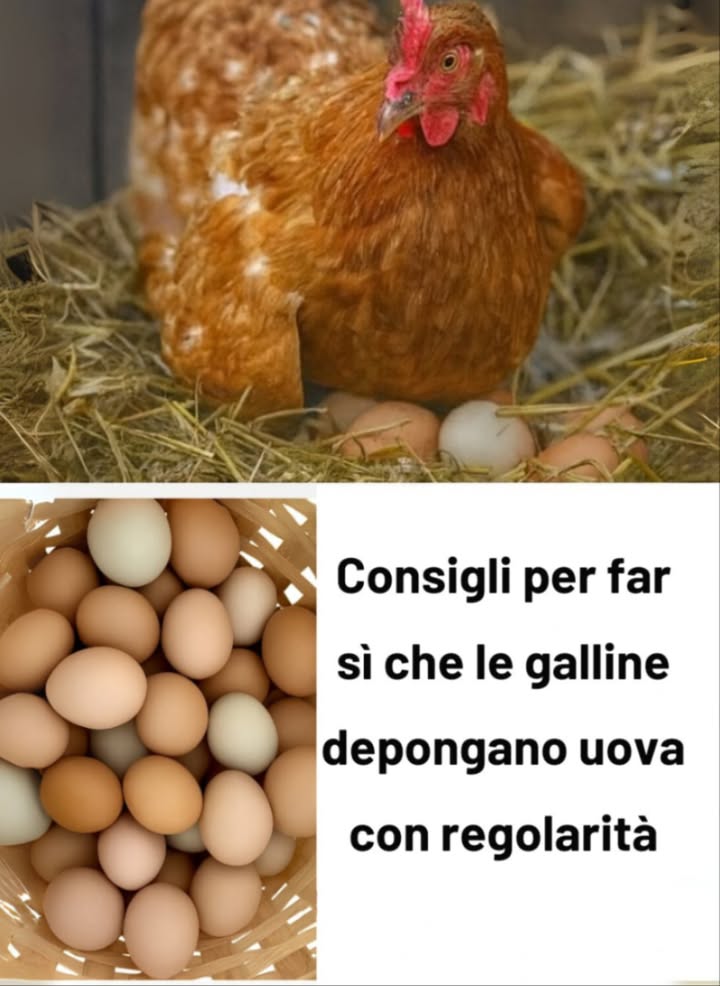 讀 Consigli per far deporre le galline in modo costante 
1 Acqua di qualità
 Acqua pulita e fresca ogni giorno.
 Ogni gallina consuma circa 0,5 L al giorno di più con il caldo.
 Abbeveratoi sufficienti: 1 ogni 10 galline.
2 Ridurre lo stress
 Routine stabile senza cambiamenti bruschi.
 Evitare rumori forti e predatori nelle vicinanze.
 Inserire nuovi animali solo con periodo di adattamento.
3 Apporto di calcio
讀 Gusci duovo cotti e triturati o gusci dostrica.
讀 Calcio in mangiatoia separata.
讀 Fondamentale per evitare gusci molli.
4 Spazio sufficiente
 0,5 m per gallina allinterno del pollaio.
 1 m per gallina nel recinto esterno.
 Il sovraffollamento provoca stress, malattie e comportamenti aggressivi.
5 Controllo dei parassiti
 Controllo mensile contro pidocchi, acari e vermi.
襁 Polvere antiparassitaria nel pollaio e sverminazione interna.
襁 I parassiti riducono la produzione di uova e danneggiano la salute.
6 Pulizia del pollaio
粒 Rimuovere regolarmente gli escrementi.
粒 Pulire zone di riposo e nidi.
粒 Cassetti estraibili facilitano il lavoro.
7 Supporto durante la muta
 Aumentare proteine al 20-22 %.
 Fornire integratori vitaminici.
 Snack proteici: larve di insetti o crocchette per gatti.
8 Mangime di qualità
 Mangime bilanciato con 16 % di proteine.
 Integrare con erbe, insetti, frutta e verdura.
 Evitare eccesso di carboidrati pane, pasta.
9 Illuminazione supplementare con cautela
 14 ore di luce per mantenere la produzione.
 In inverno, usare luce artificiale moderata.
 Un eccesso accorcia la vita produttiva.
 Consigli finali
 Alimentazione equilibrata e acqua fresca sempre disponibili.
 Routine tranquilla e ambiente pulito garantiscono galline sane e produttive.
 Osservare regolarmente il loro stato fisico e comportamento per prevenire problemi.
#ConsigliGalline #PollaioFelice #VitaRurale