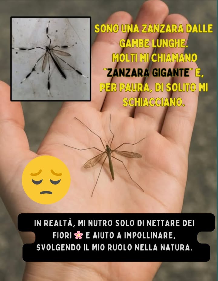 烈 Ciao, non sono quello che pensi

Sono una zanzara dalle zampe lunghe. Molti mi chiamano zanzara gigante e per paura spesso mi schiacciano .

Ma la verità è questa:
 Non pungo.
 Non bevo sangue.
 Sono completamente innocua.

In realtà mi nutro solo di nettare dei fiori  e aiuto limpollinazione, svolgendo il mio ruolo nella natura.

 Quindi la prossima volta che mi vedi, ricordalo:
Non sono pericolosa, sono solo incompresa.

 Ogni piccola vita merita rispetto e gentilezza.

#ZanzaraGigante #NonSonoPericolosa #NettareDeiFiori